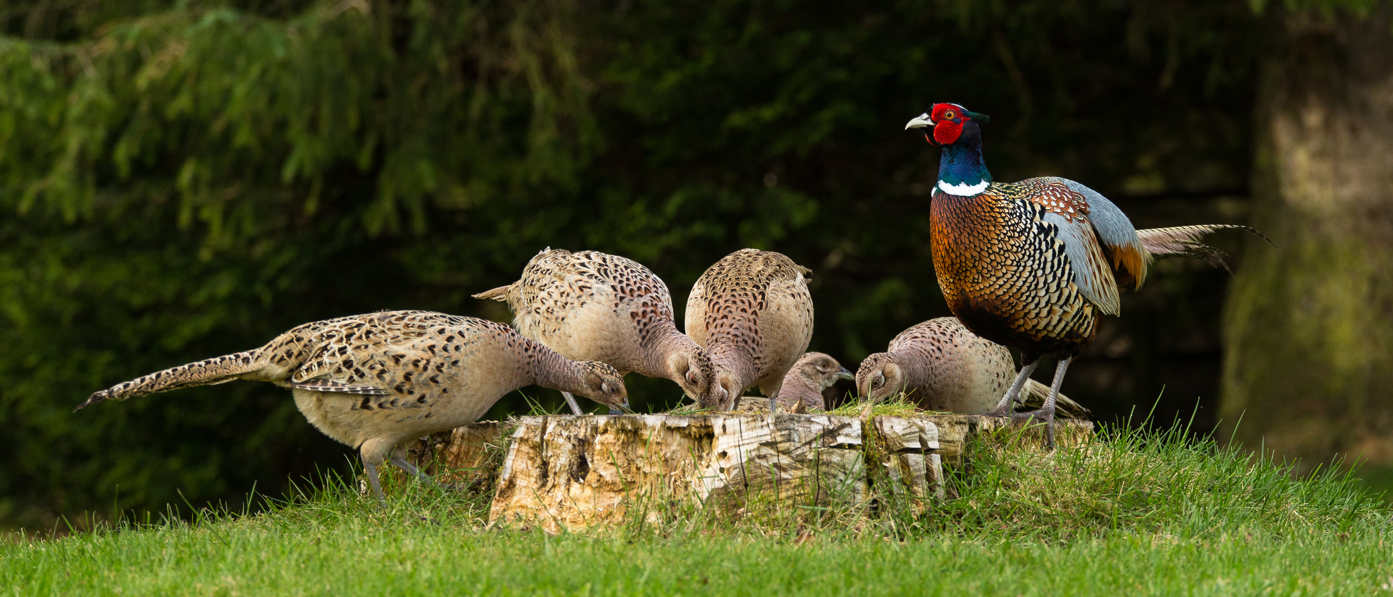 a family of pheasants