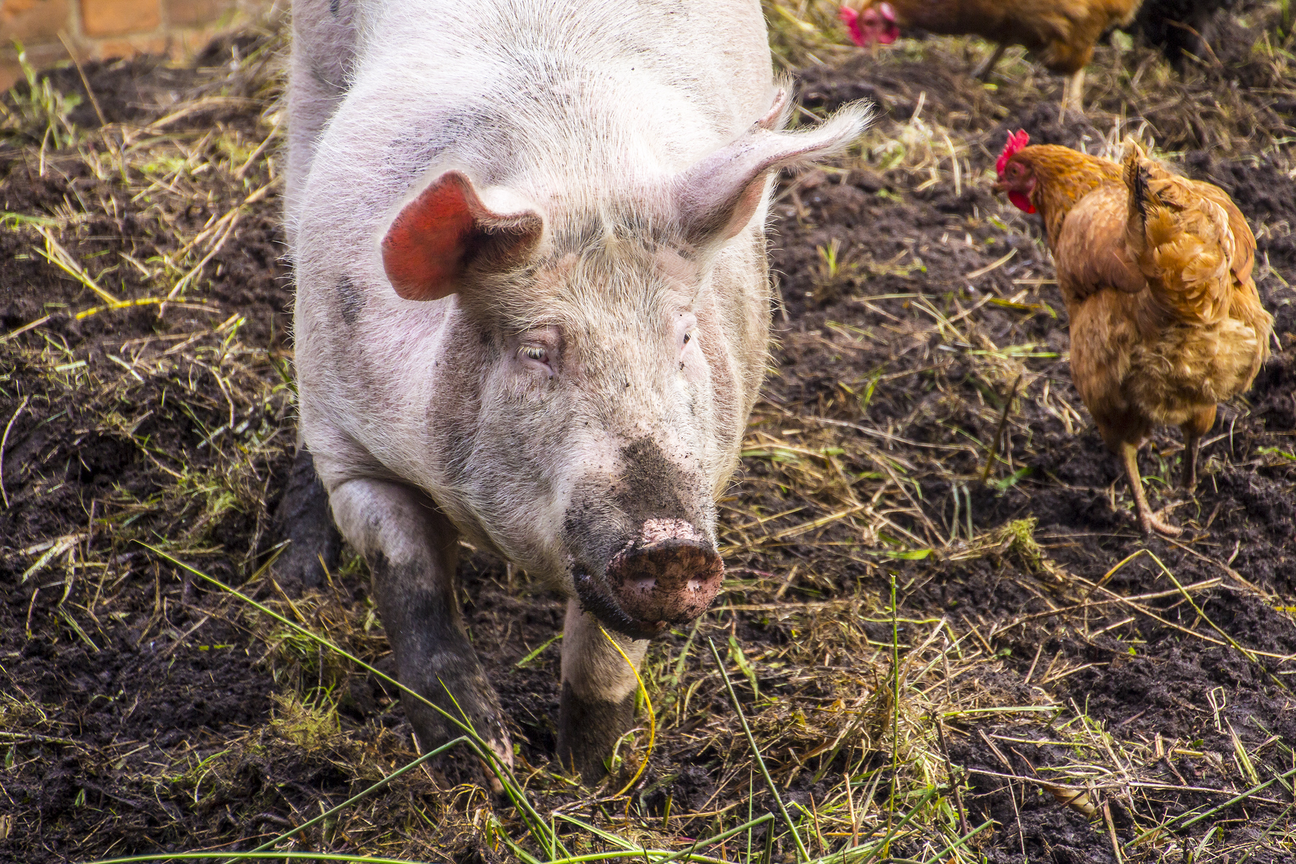 pig and chicken outdoors