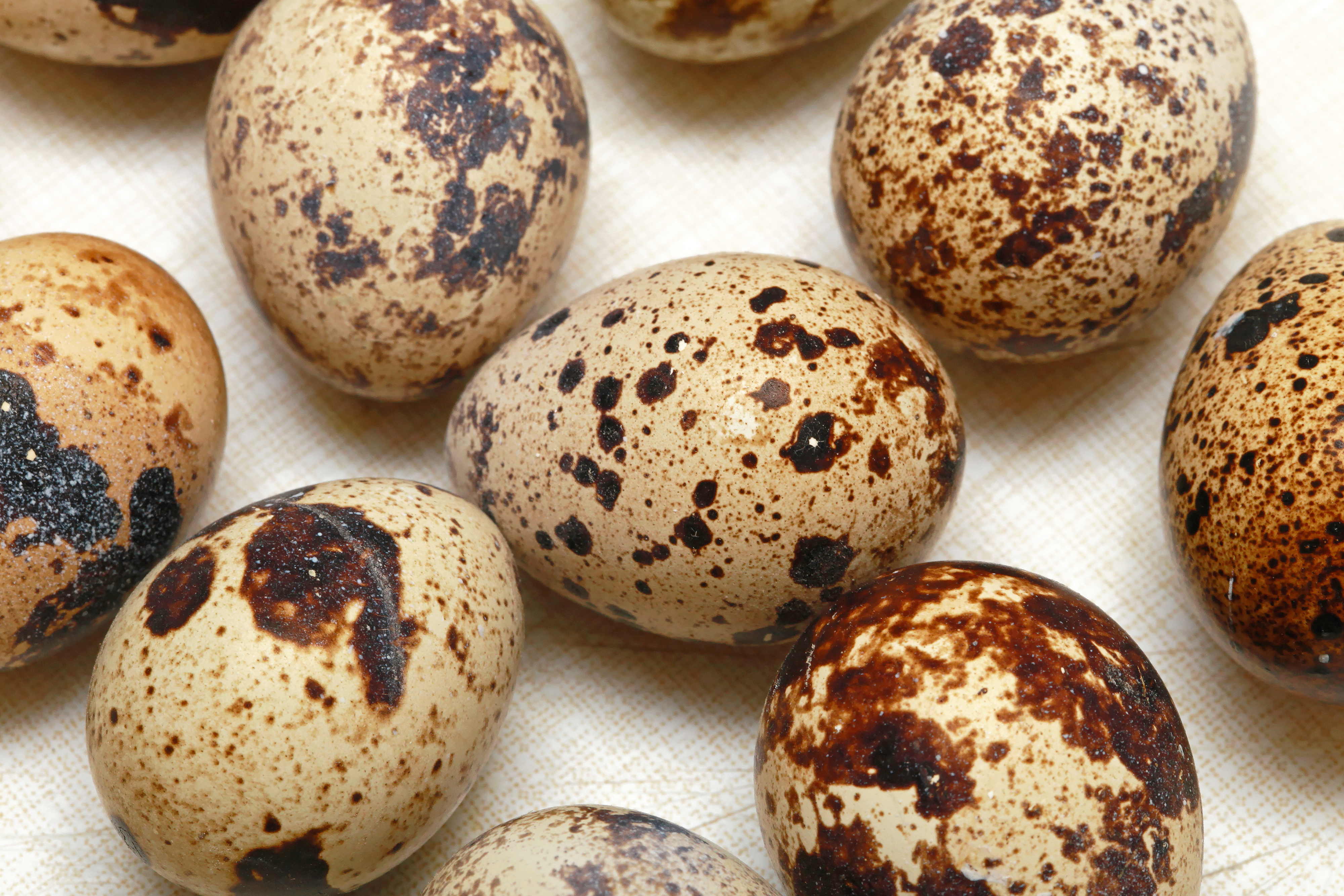 Quails produce an average of one egg per day