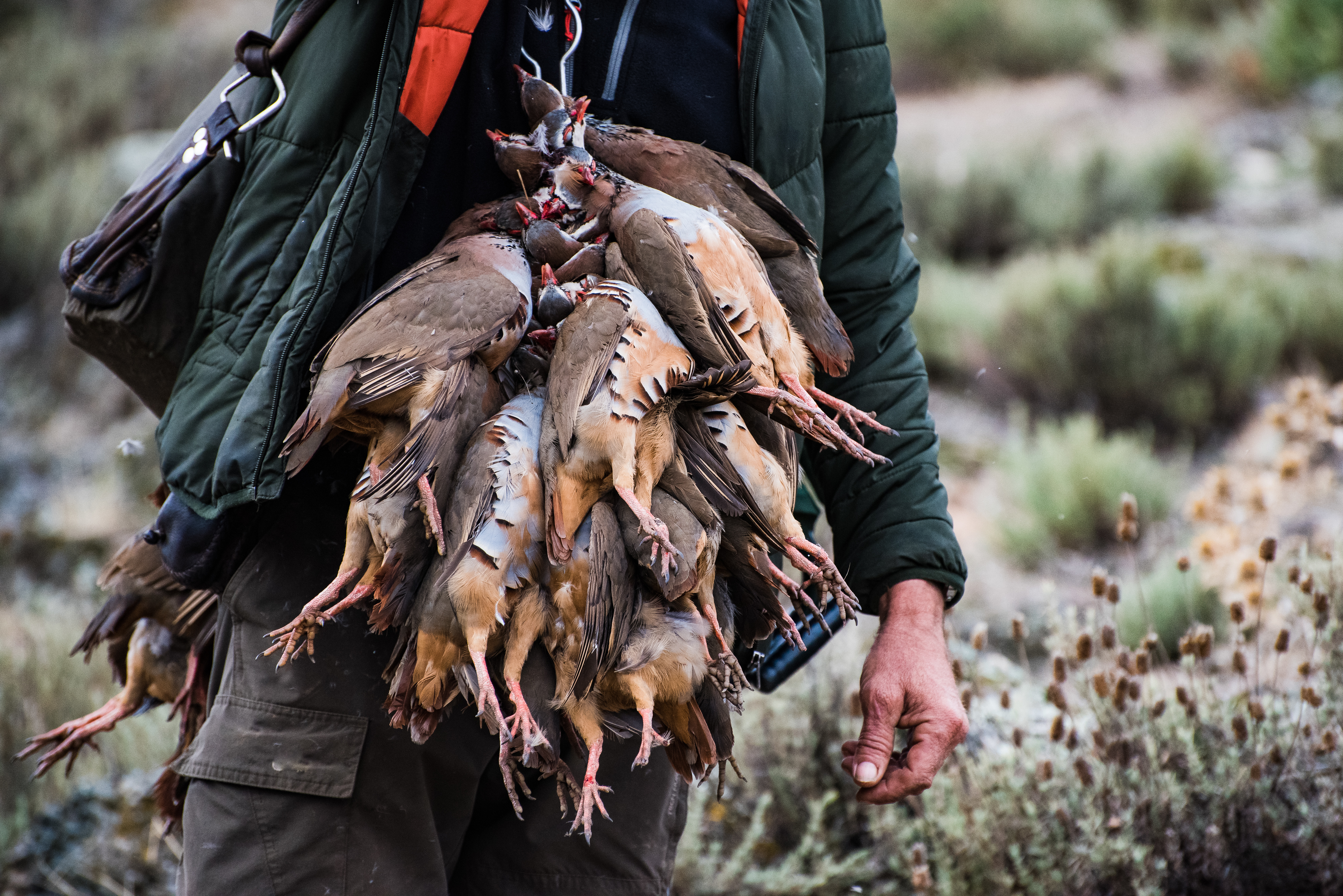 a hunter with approximately seven quails hanging from a chain