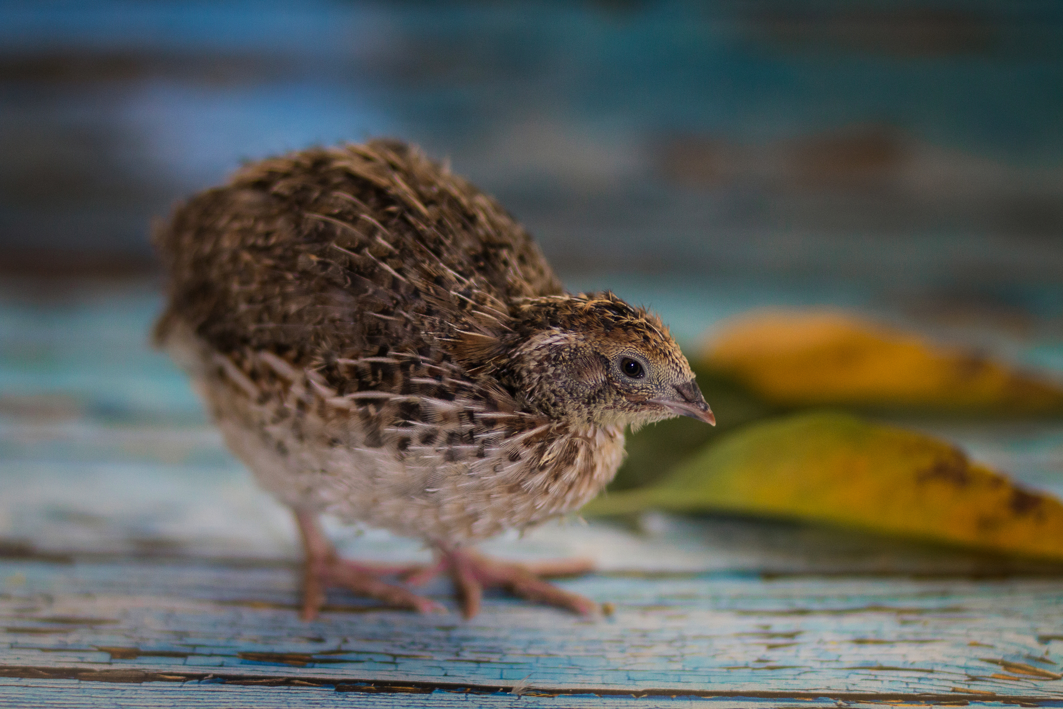 juvenile quail