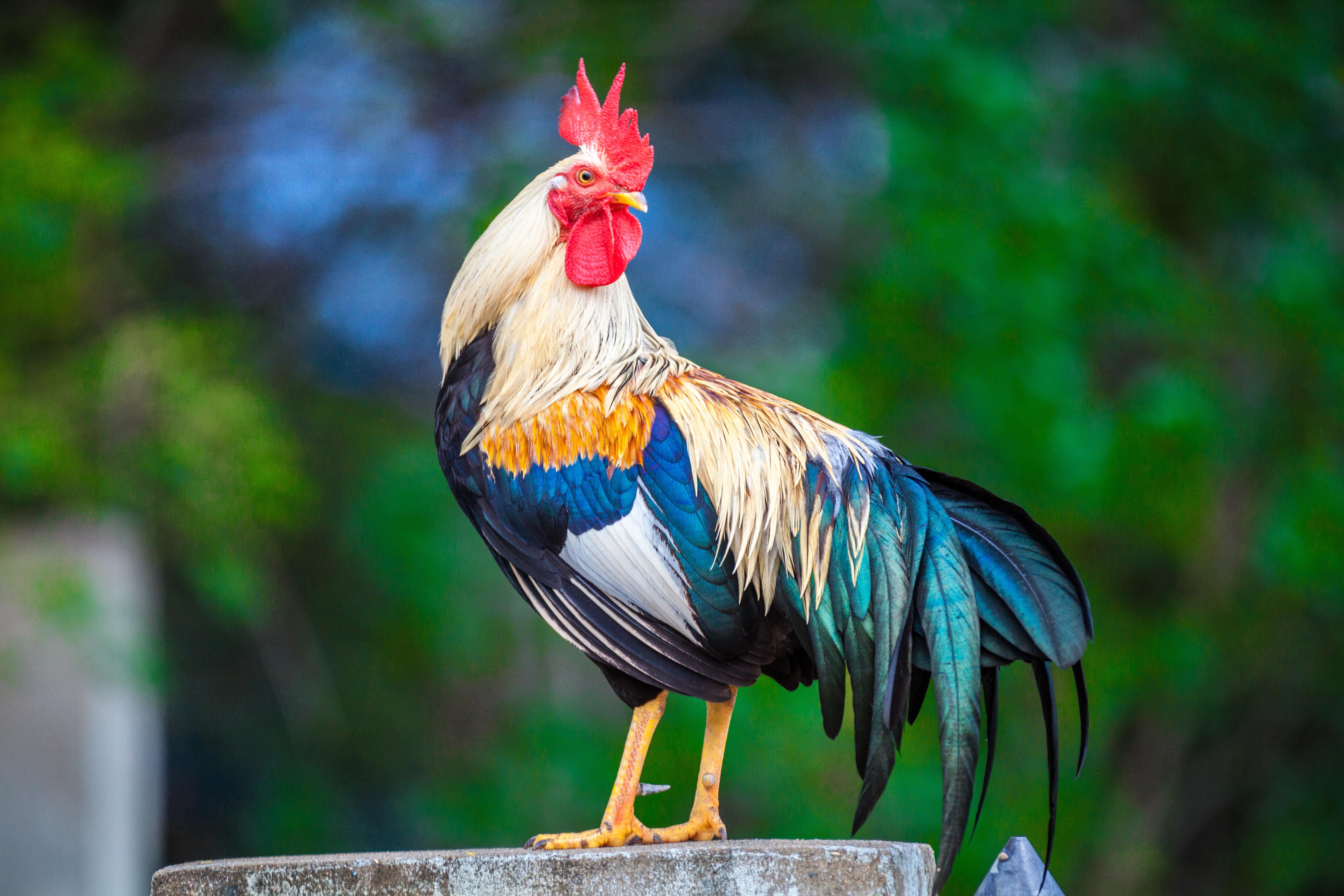 a rooster on a fence