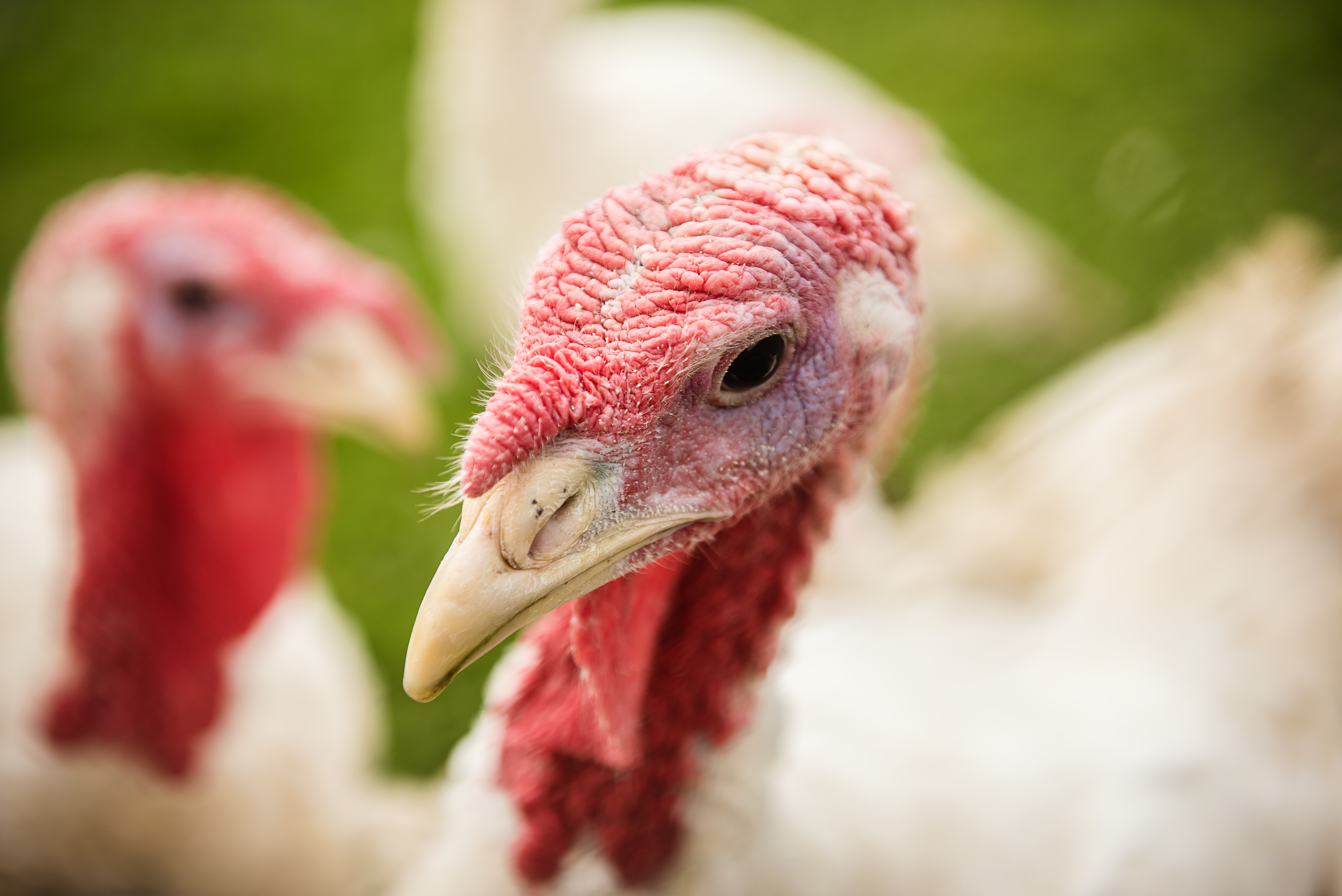 Talking turkey: a beginner's guide to Canada's turkey-farming industry |  The Poultry Site