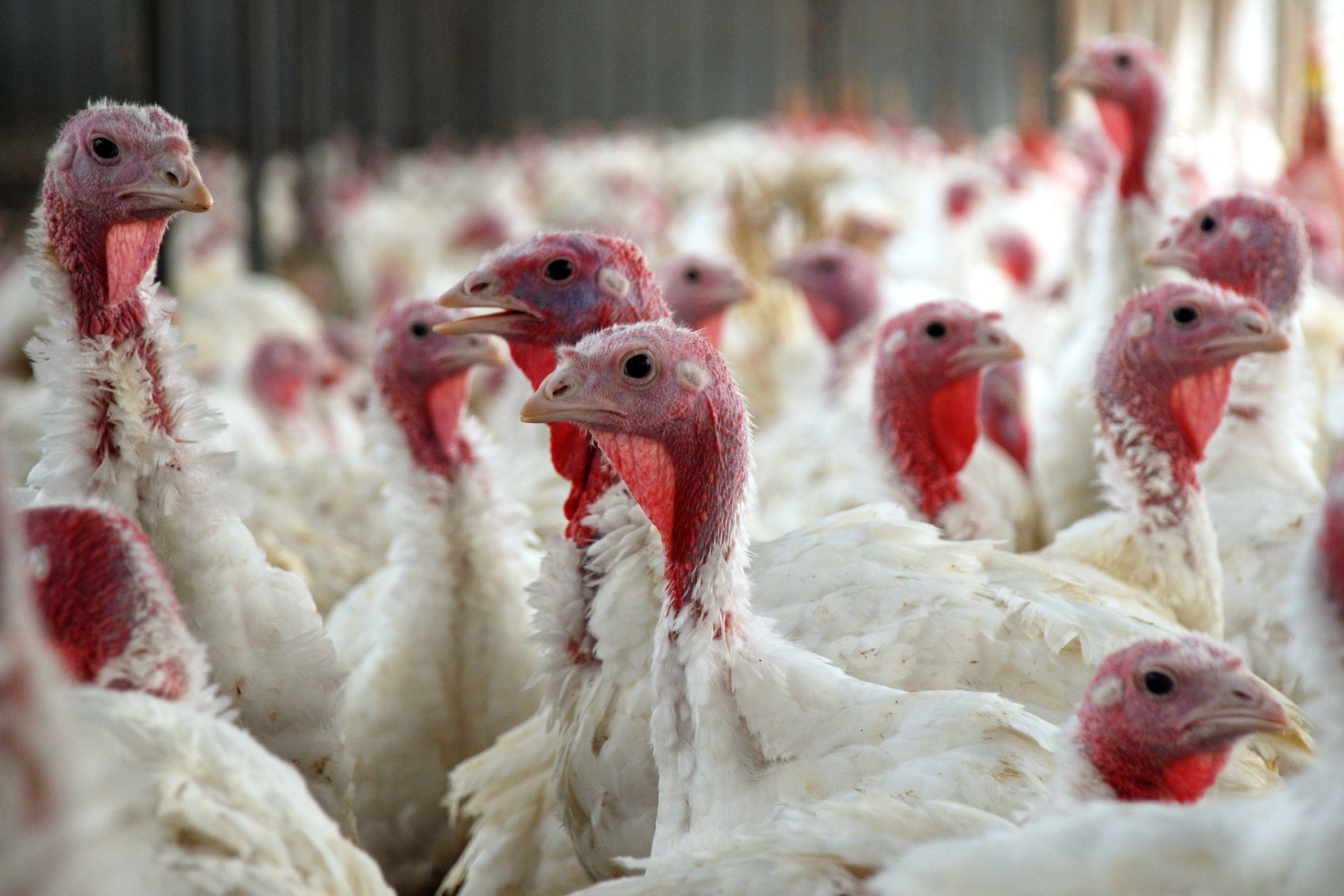 Flock of juvenile turkeys in an enclosure