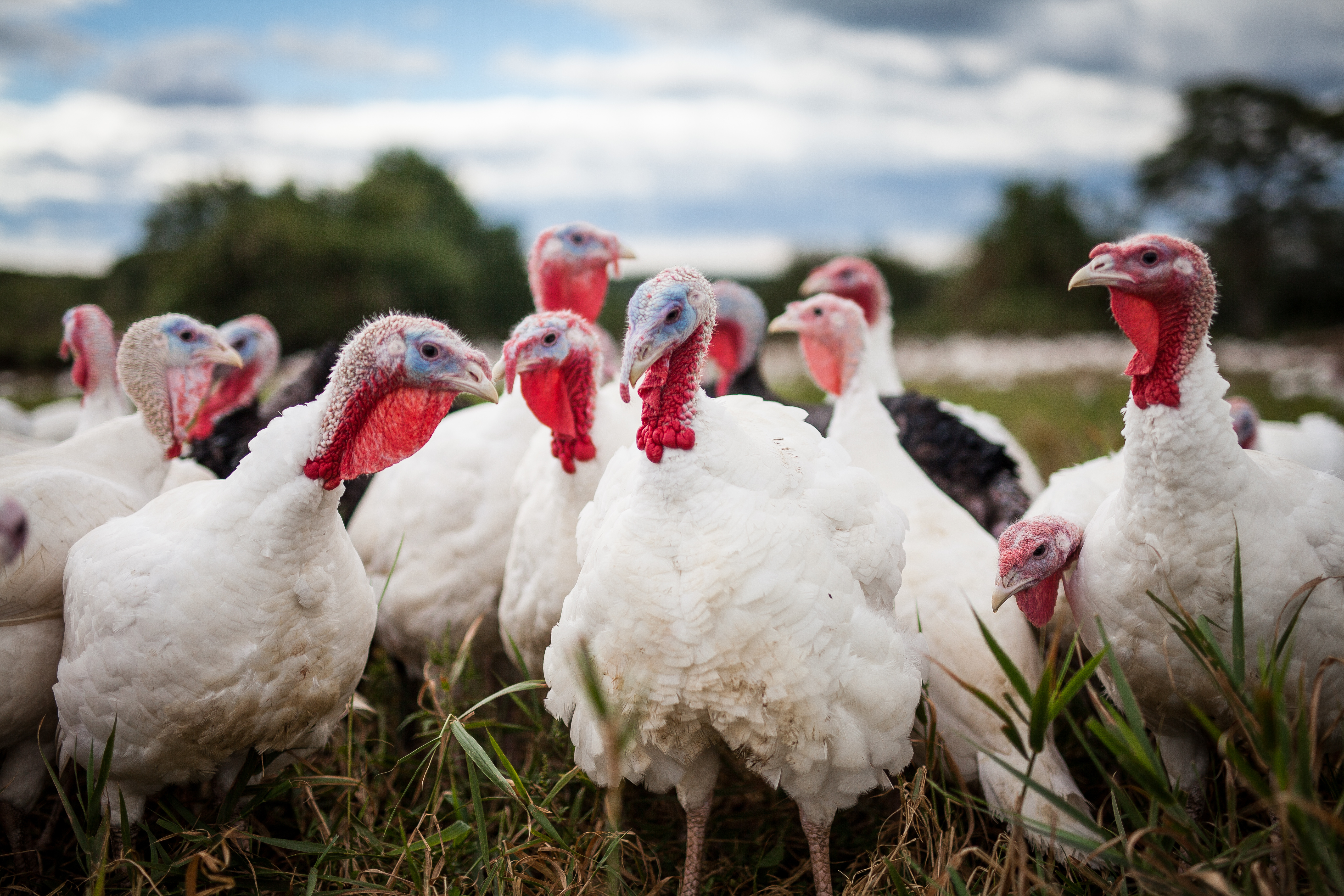 Turkeys standing in a grassy field