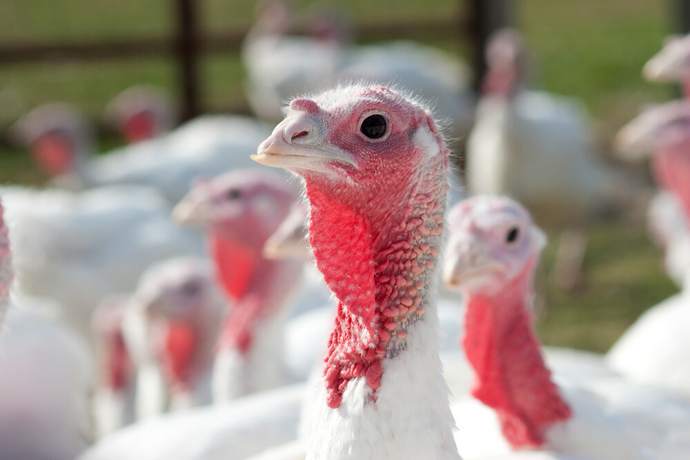 Avian influenza should not disrupt Thanksgiving turkey costs, inventory – record