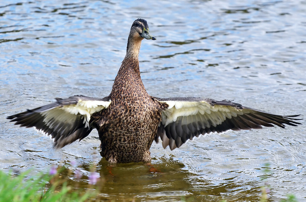 Mexico reviews H5N1 avian influenza in wild duck