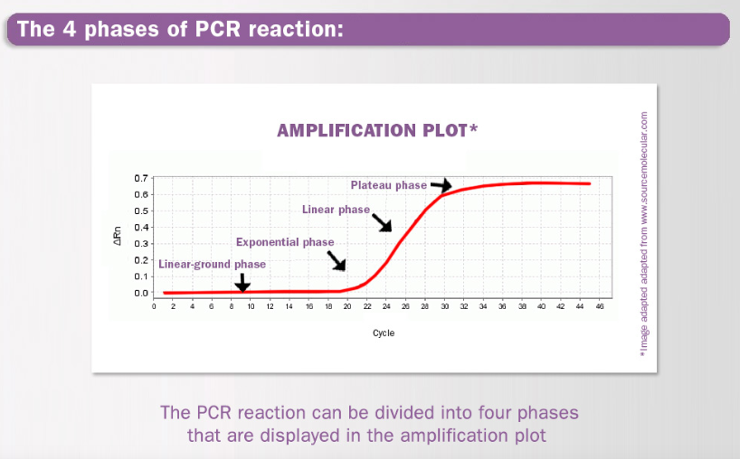 graph showing the different phases of PCR reaction