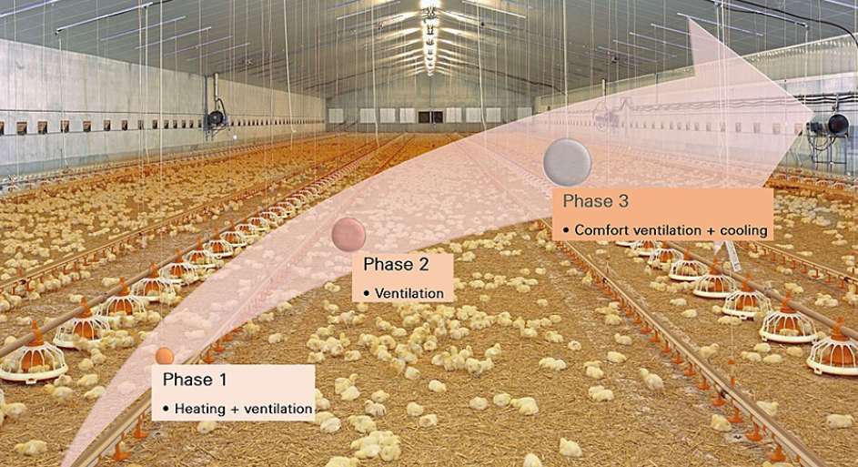 1 – An understanding of these three phases of climate control is sufficient for good ventilation and correct adjustment of the parameters in the climate computer. The phases take into account both the birds’ growth phases and the weather conditions.