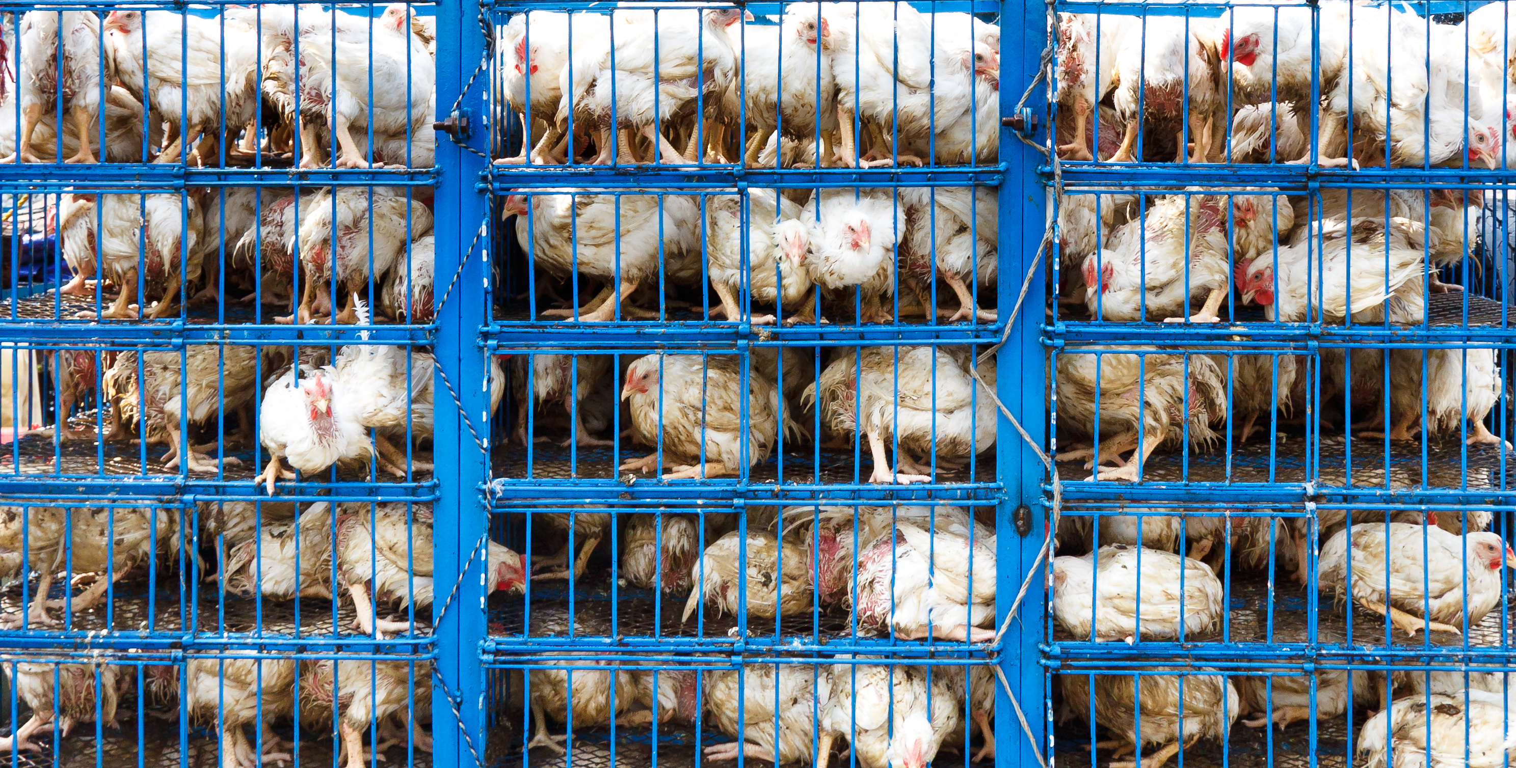 poultry loaded onto a truck for live transport