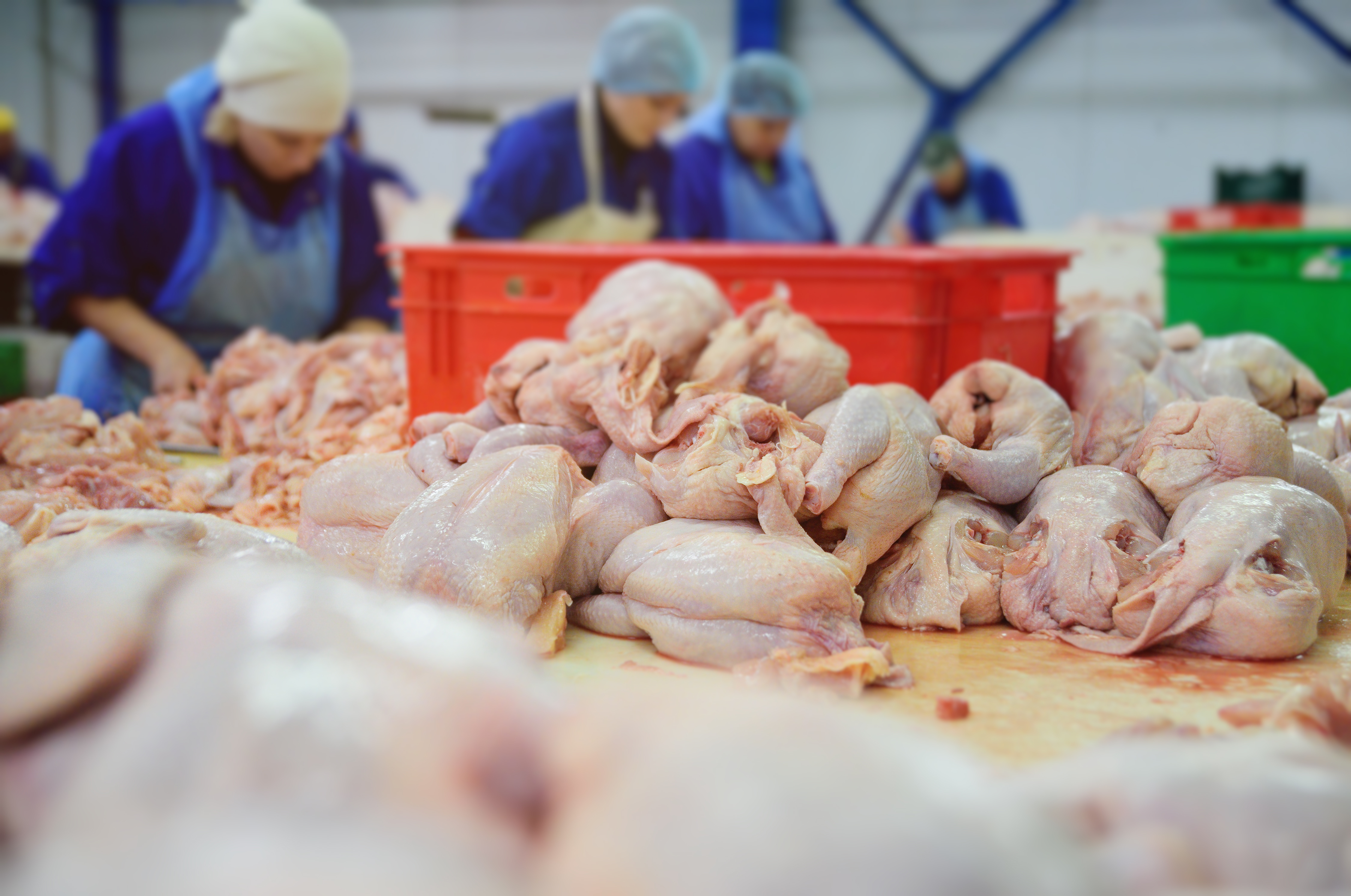 Women cutting poultry carcasses into thighs and legs