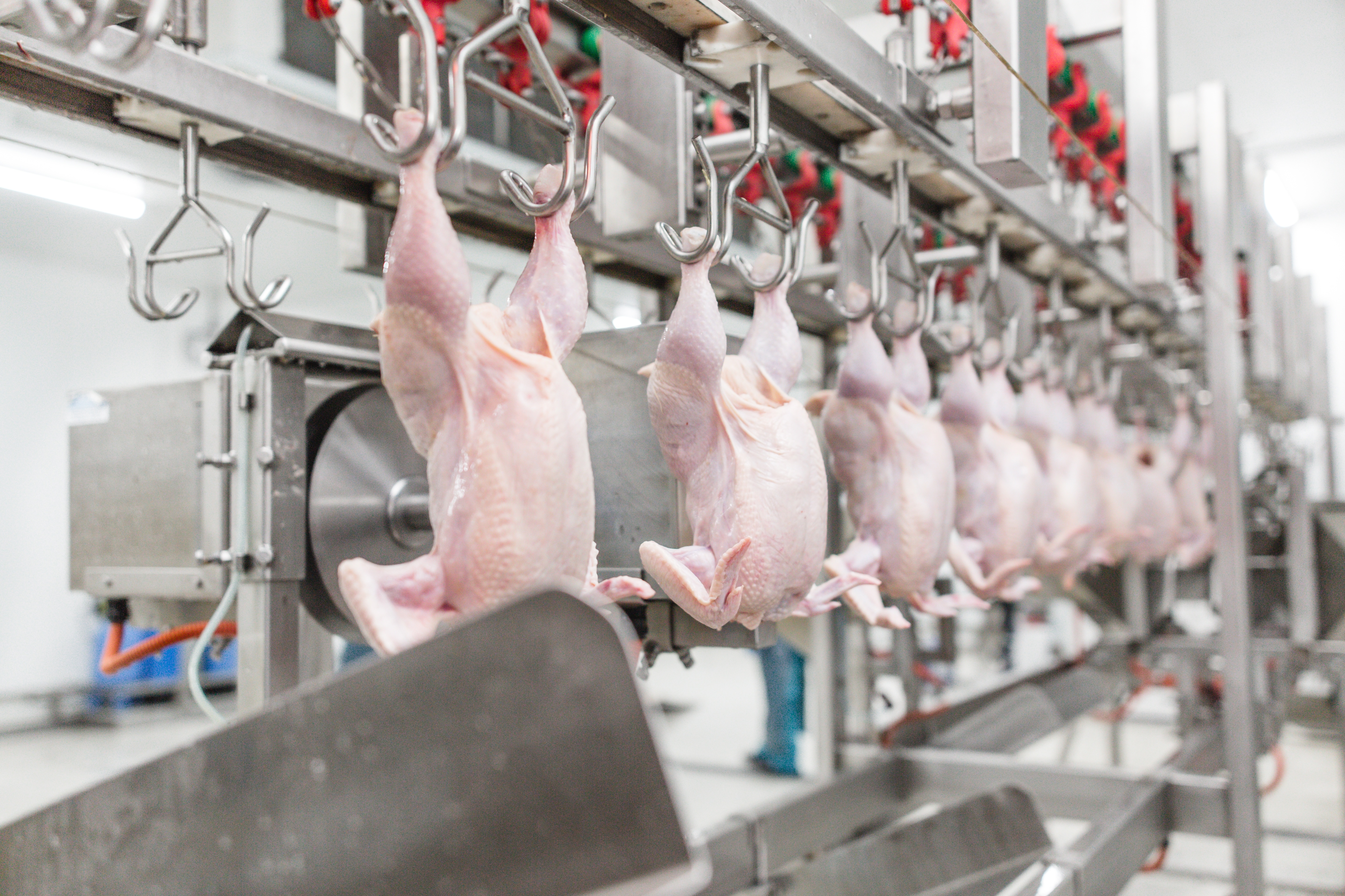 chicken carcasses hang from hooks on a production line