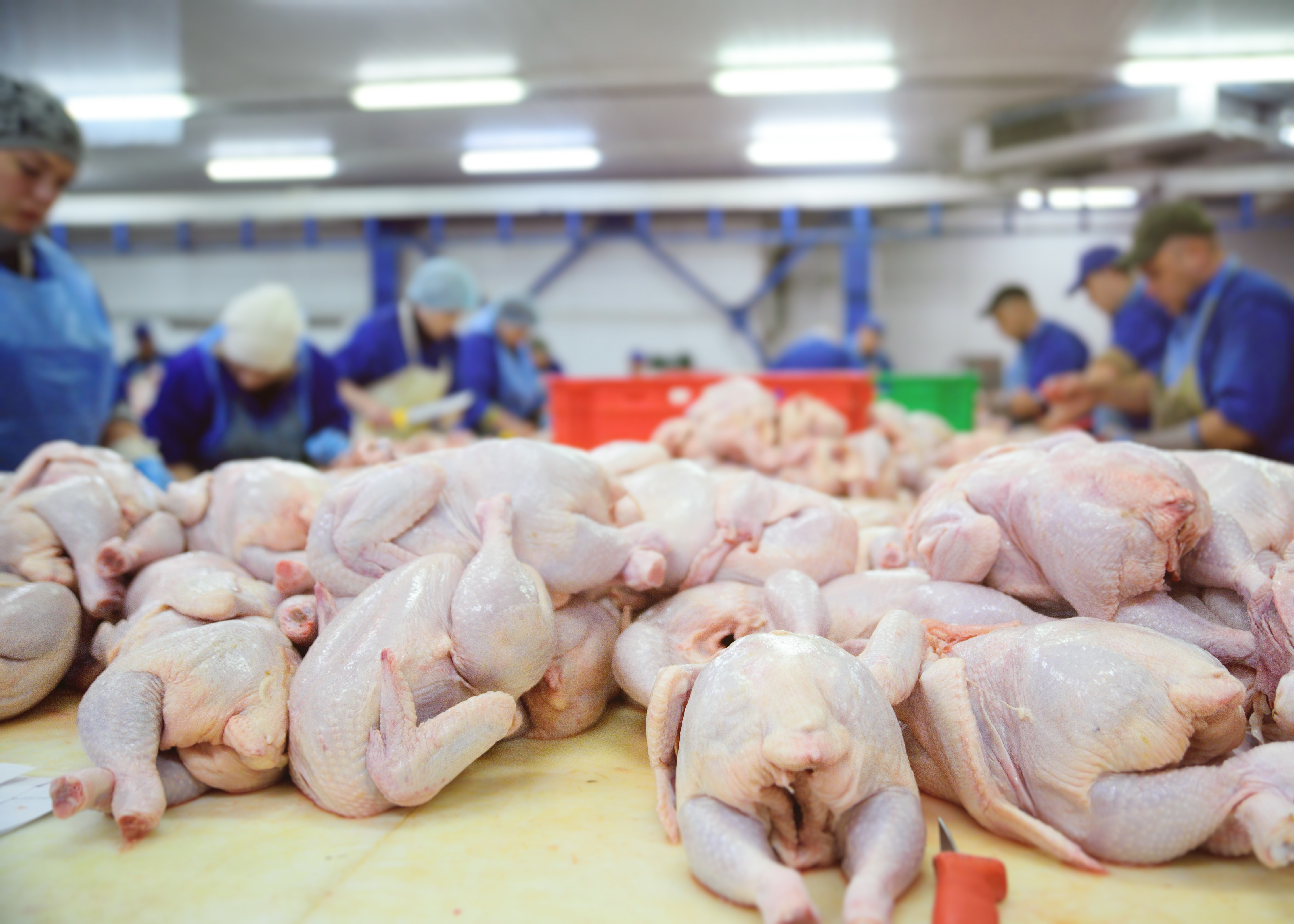Maple Leaf Foods suspends pork exports to China amid COVID-19 outbreak at  Manitoba plant