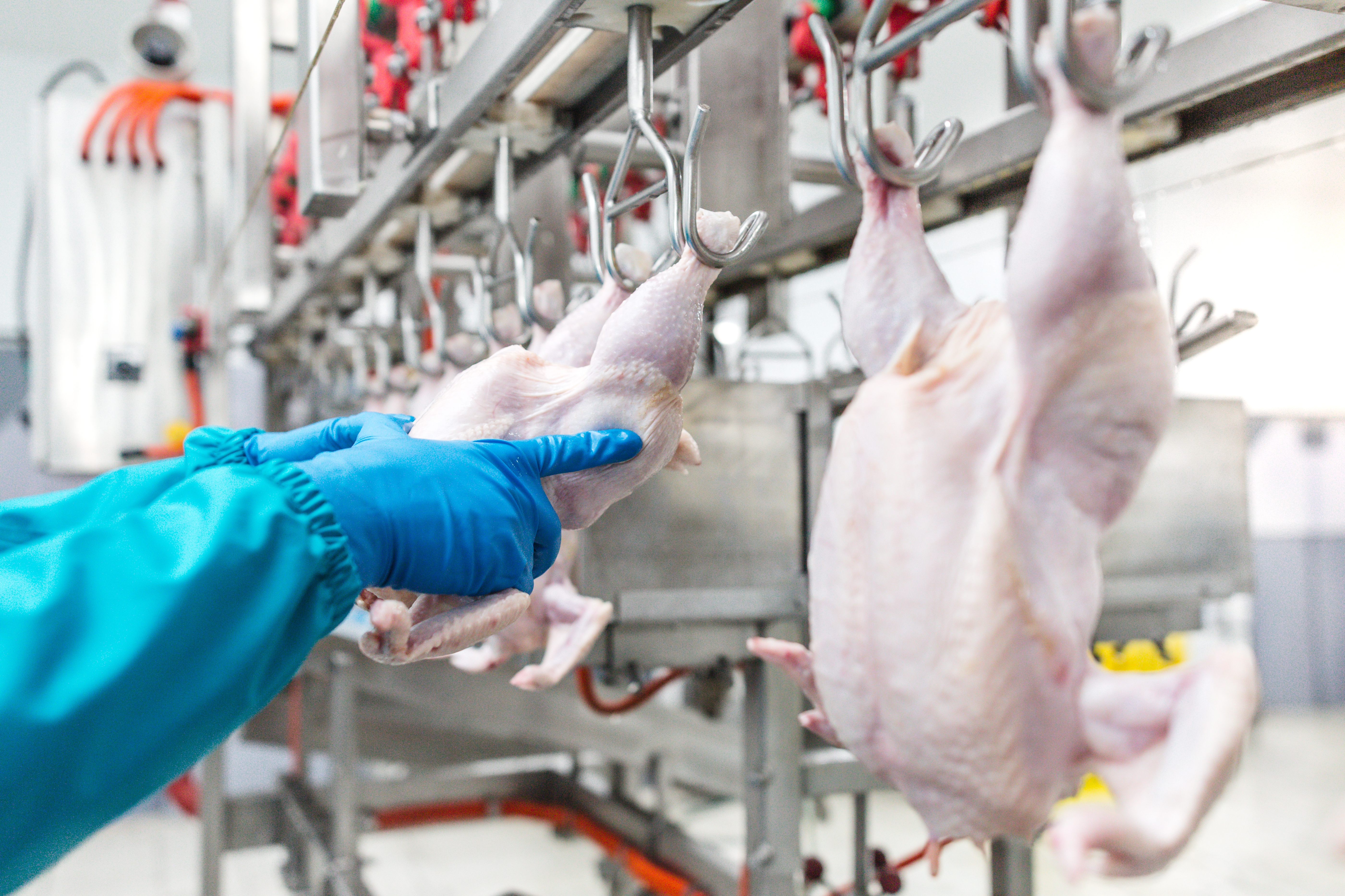 Poultry worker wearing blue rubber gloves, attaching a chicken carcass to a conveyer belt