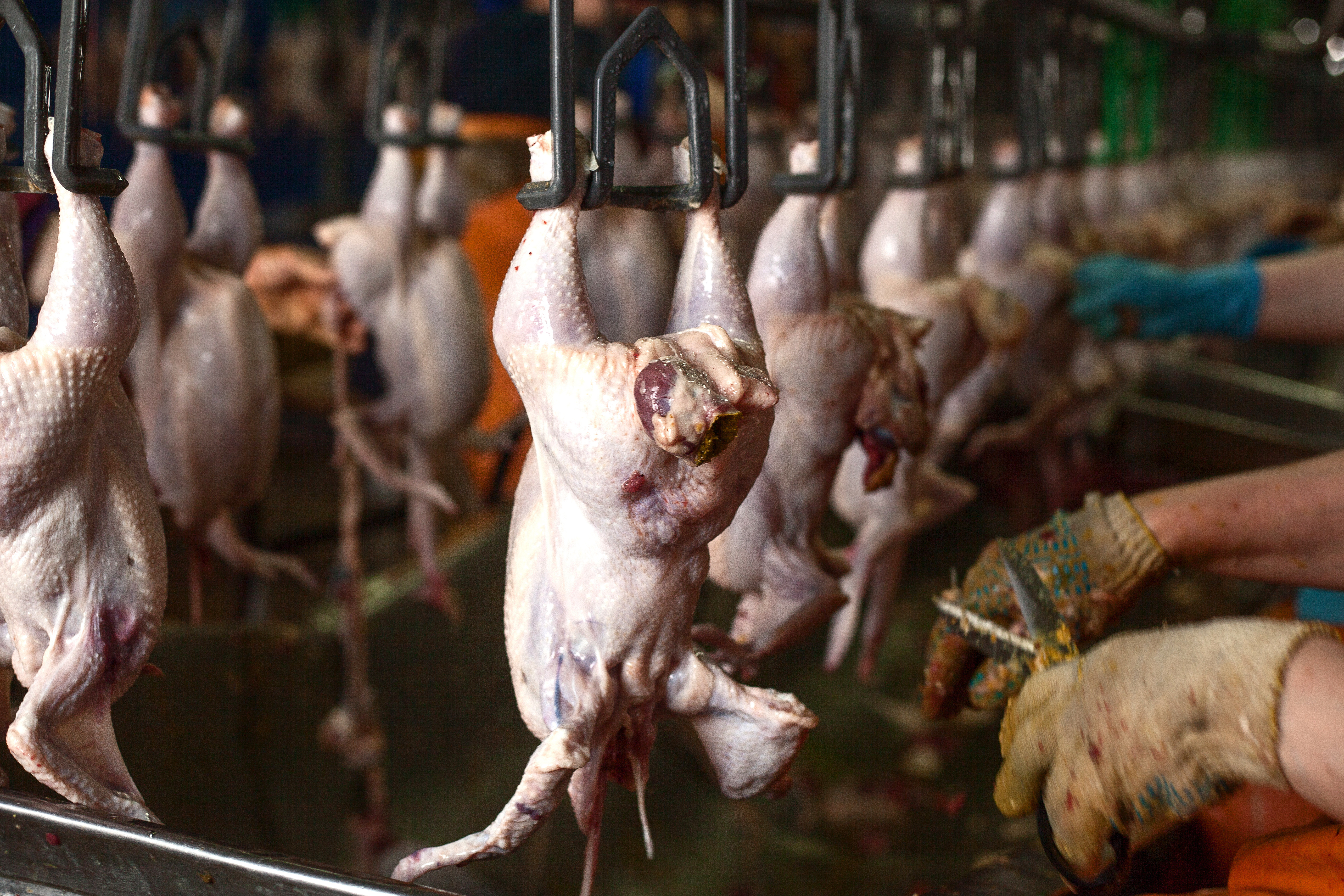 Chicken carcasses being processed on a conveyer belt