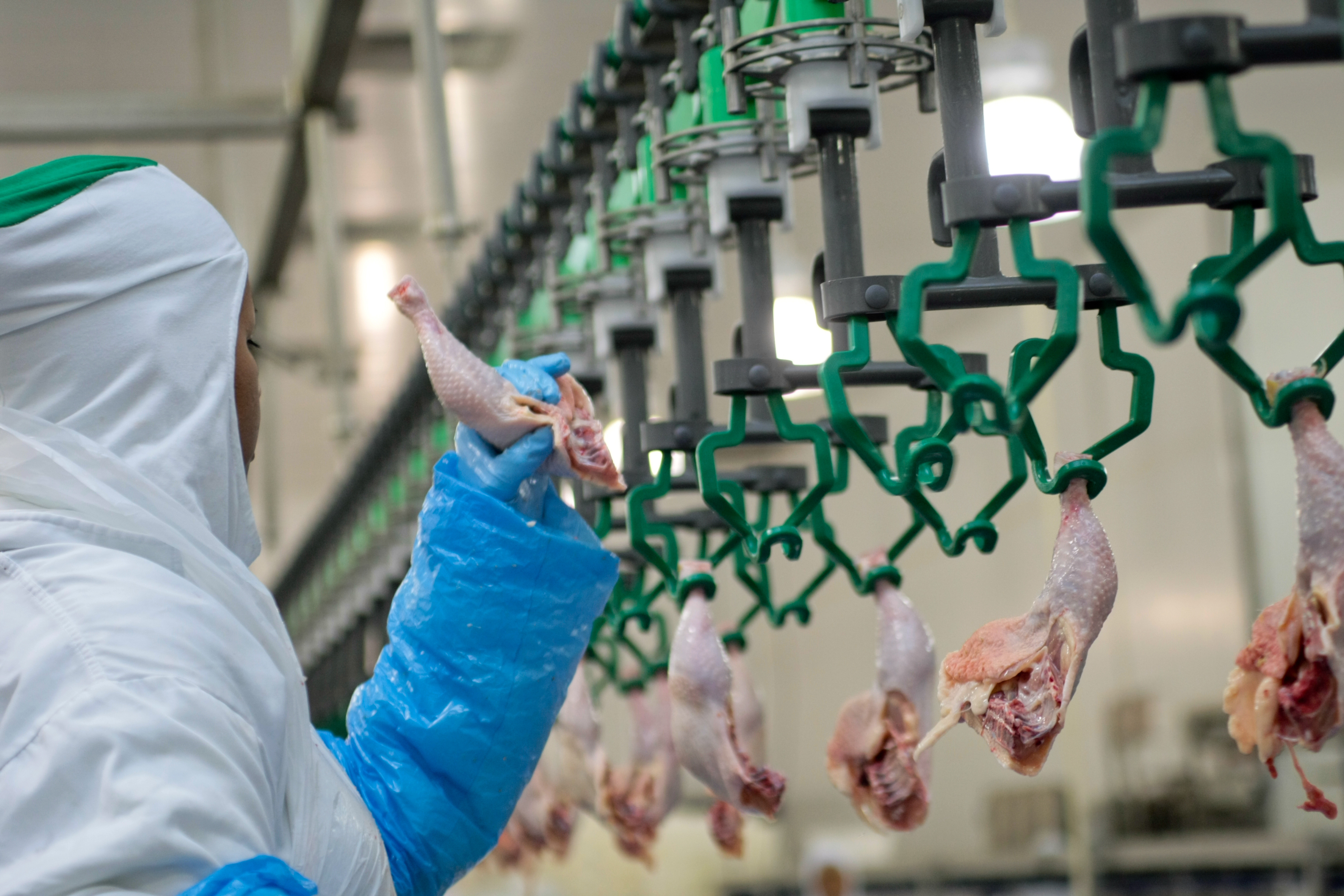 a worker removes a chicken leg from the production line