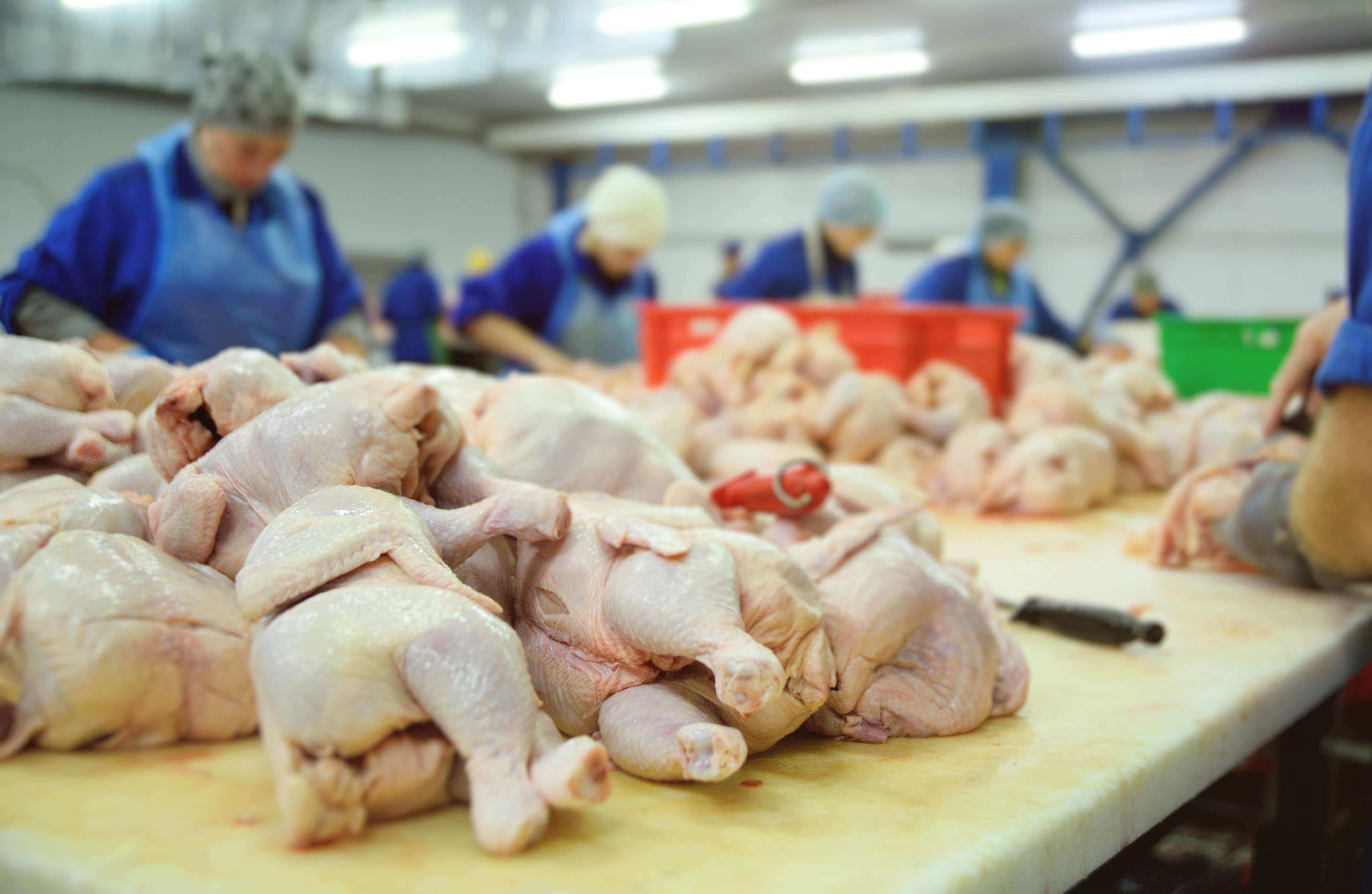 Brazil's BRF invests $54 million to modernize poultry operations in Paraná