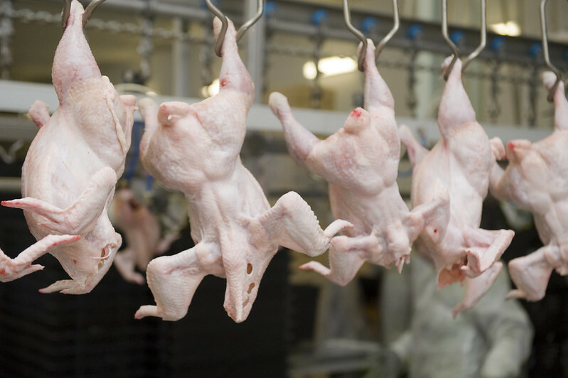 Ukraine’s poultry sector expands despite war pressures