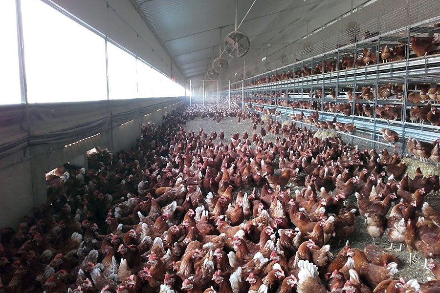 Figure 3: Use of recirculation fans, combined with spray cooling, in a free range egg production barn in Australia