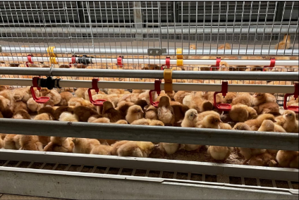 Assembly the problem of cage-free egg manufacturing