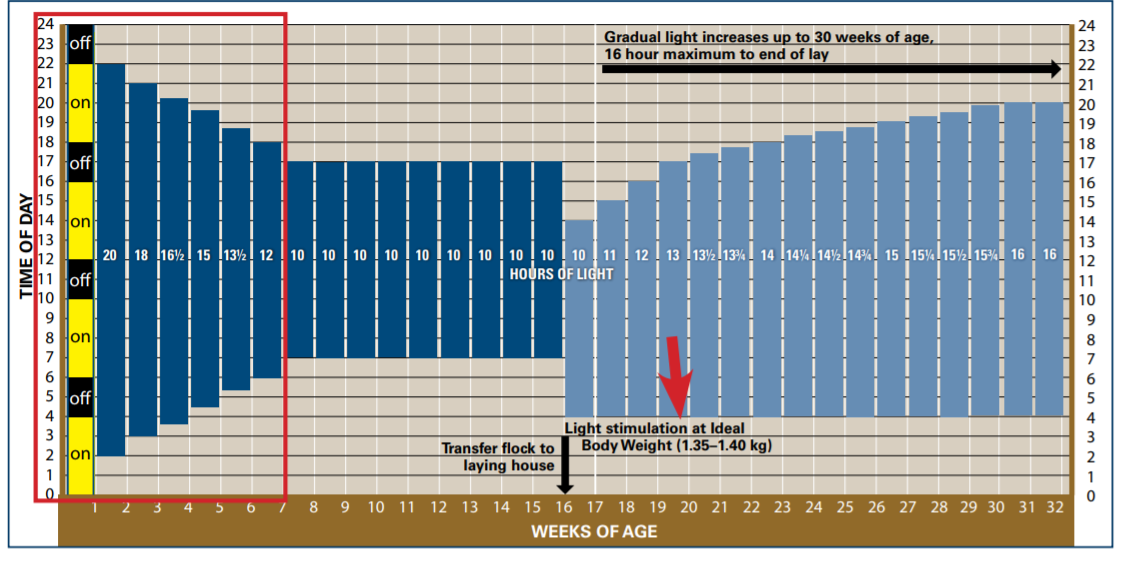 Updated 7-week step-down lighting program for Hy-Line Brown