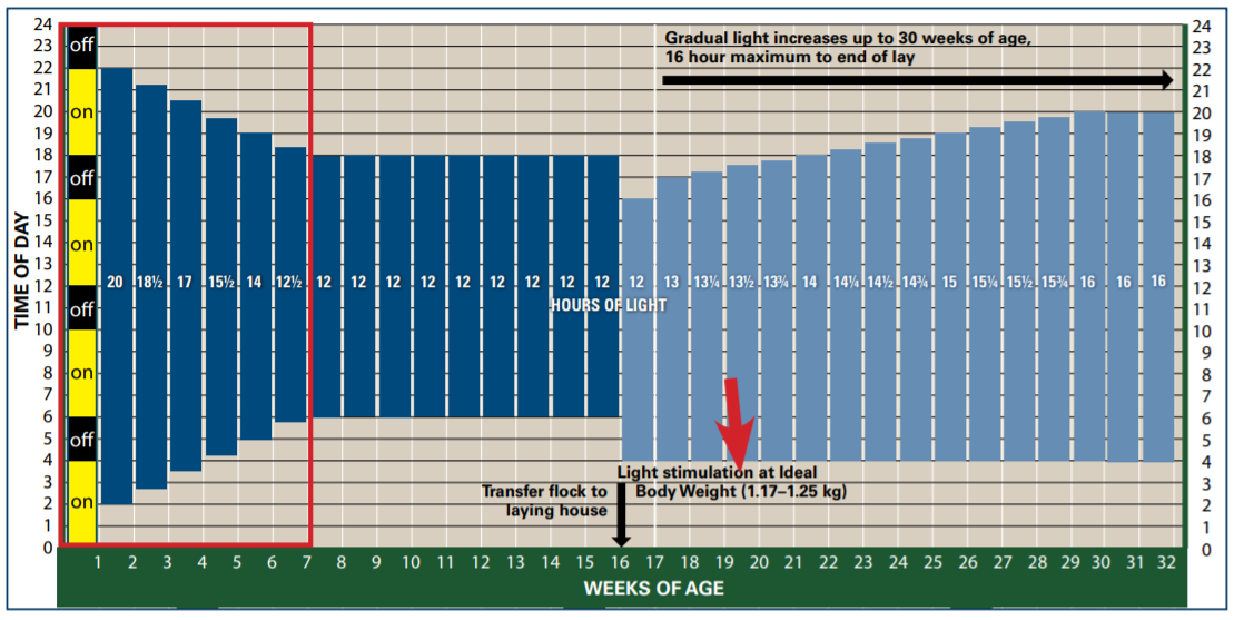 Updated 7-week step-down lighting program for Hy-Line W-80