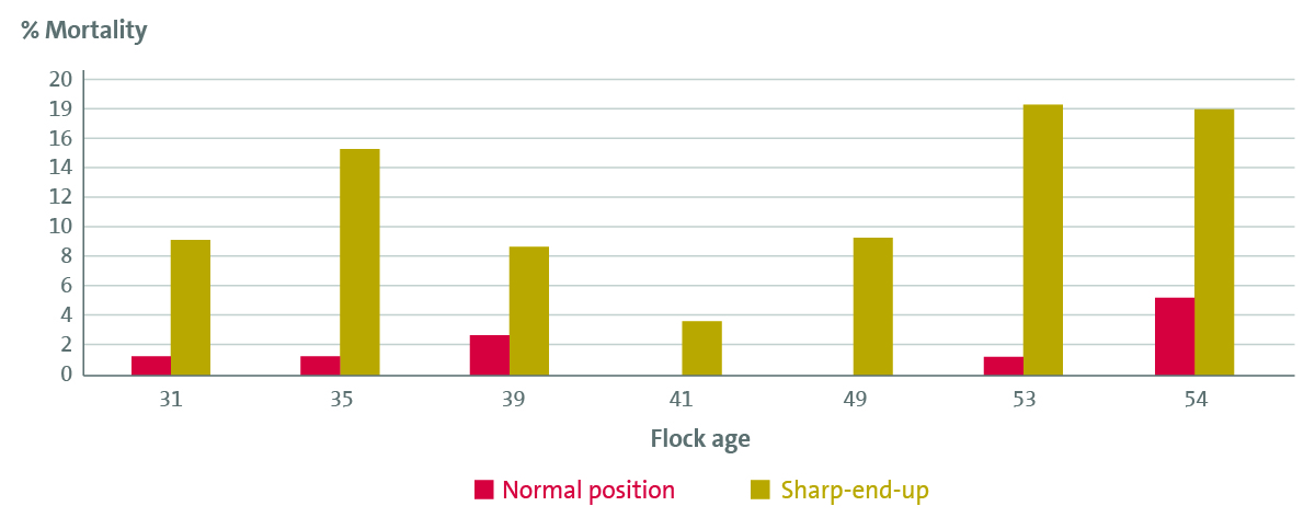 Figure: Embryo mortality 19-21 days for eggs incubated in normal position versus eggs incubated sharp-end-up
