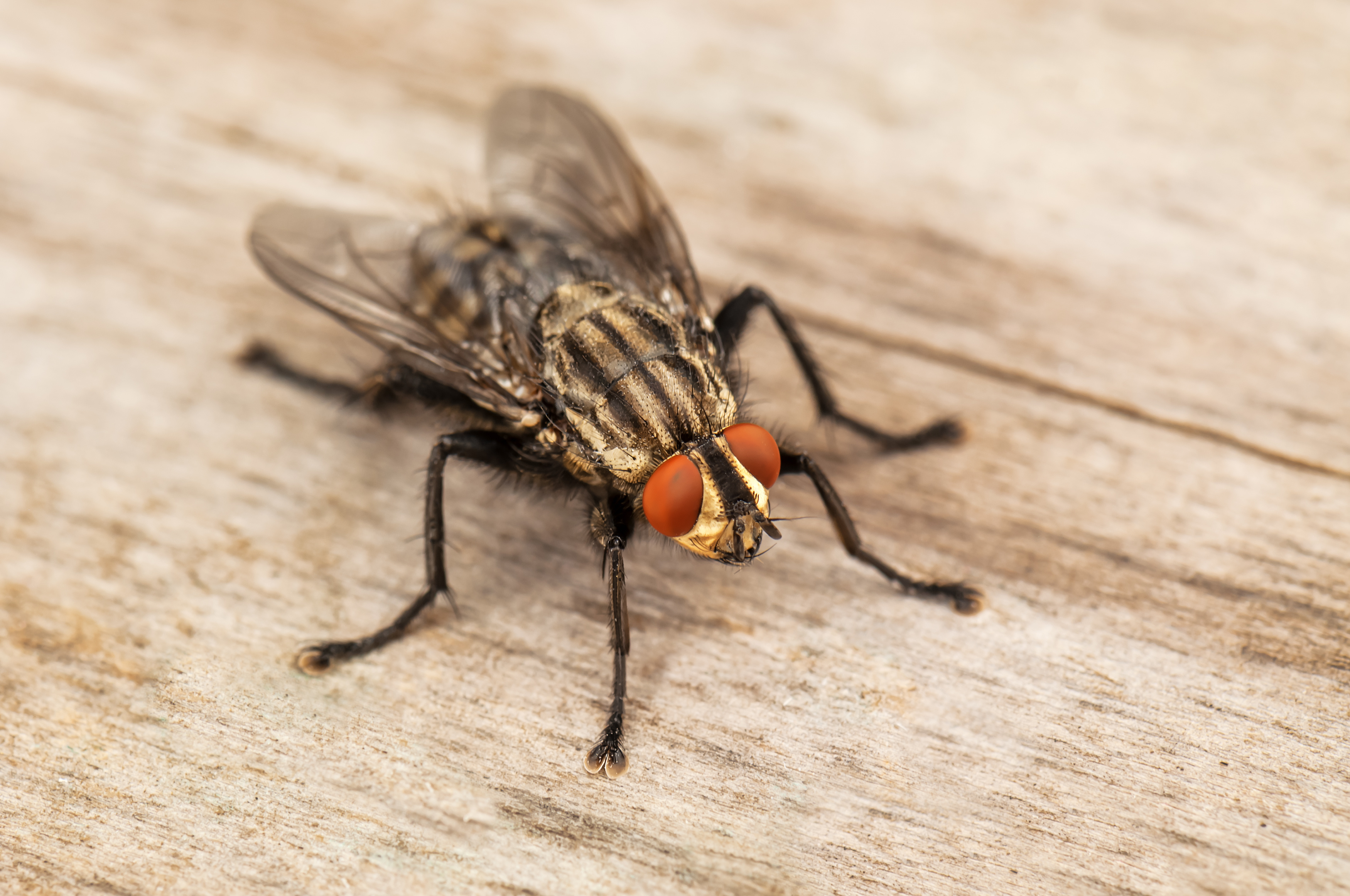 Best practice on the farm: Fly control