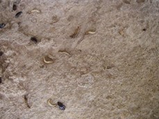 Black beetle larvae and adults in poultry houses can cause damage and carry disease.