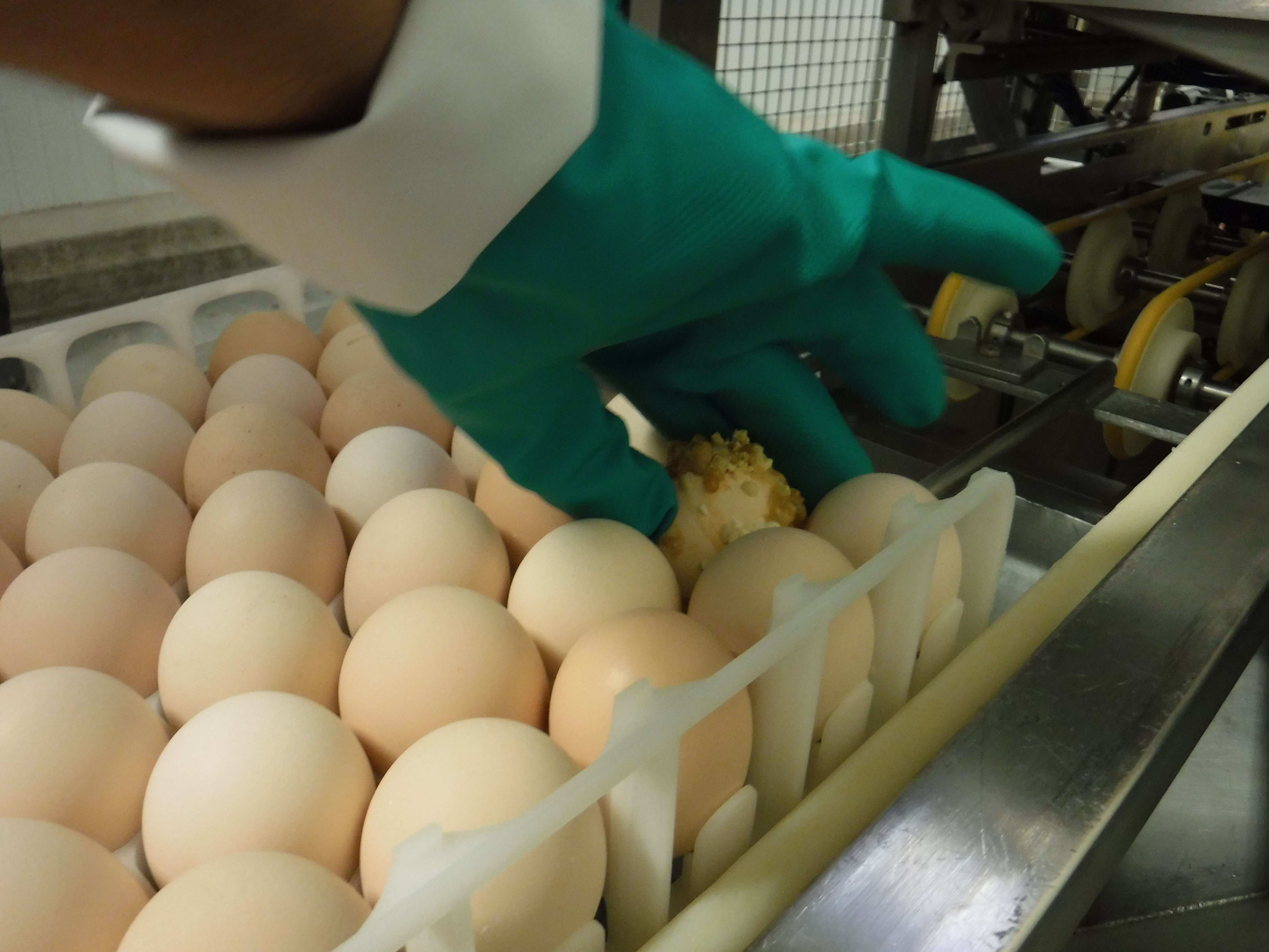 a hand covered with a rubber glove removes a rotton egg from an egg tray