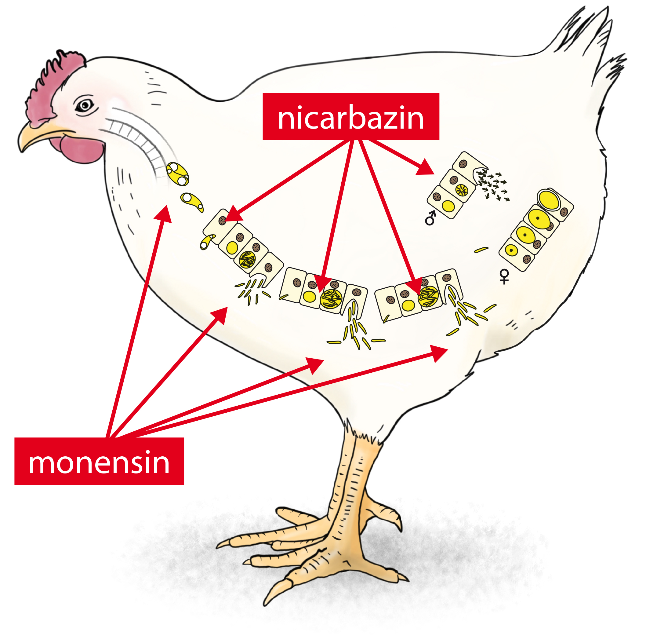 a diagram of a chicken