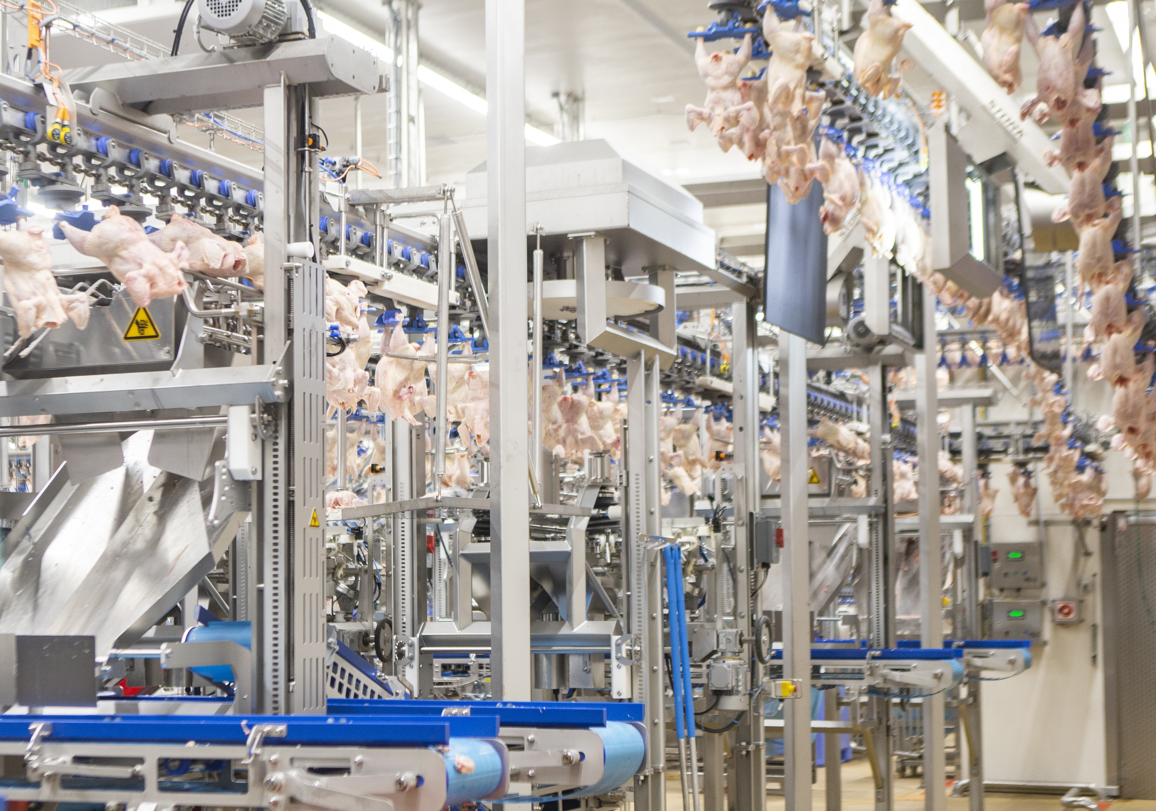 Chicken carcasses in a food processing line hang upside-down and pass through a visual scanner with a bright light shining against them