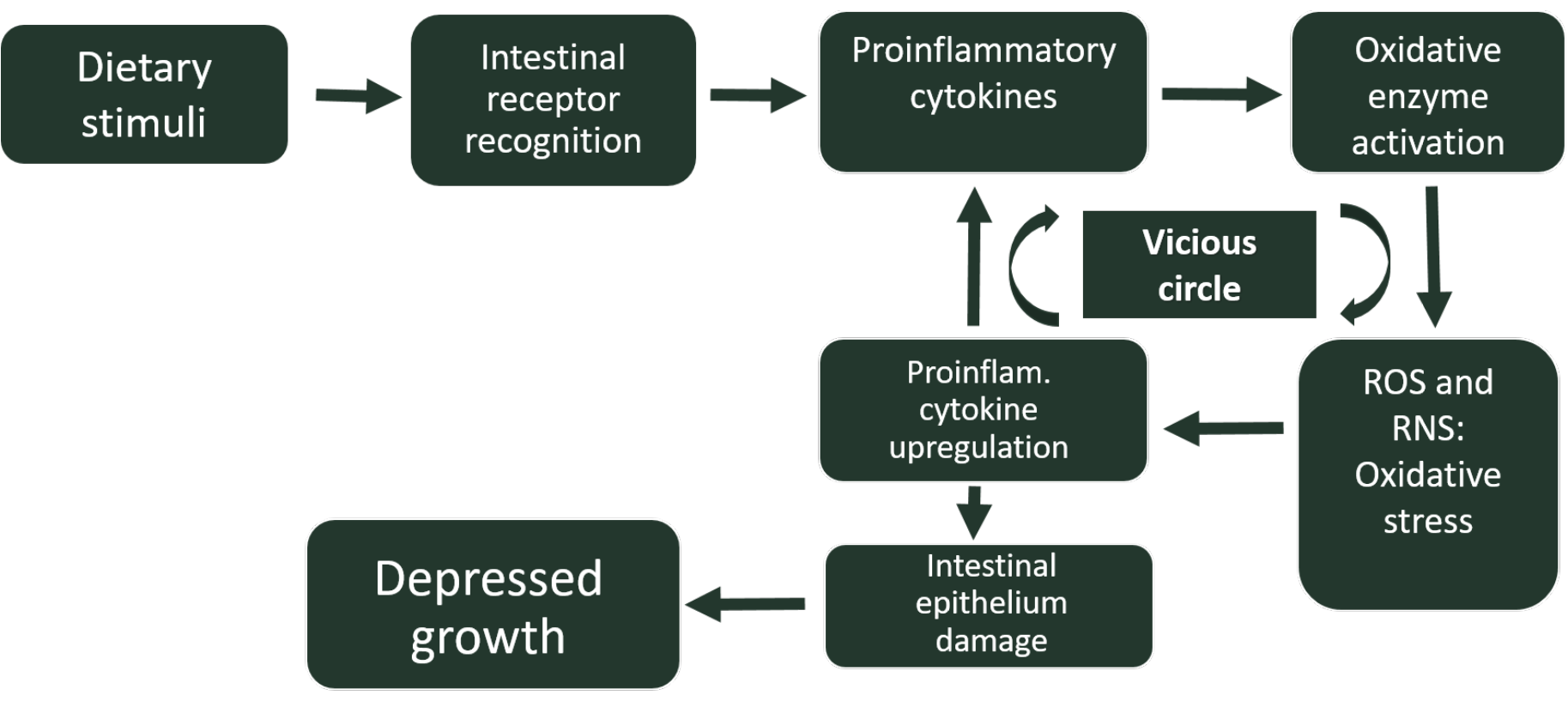 Figure 1. Feed-induced inflammation / oxidative stress vicious circle