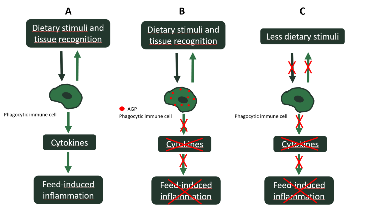 Figure 2. Anti-inflammatory effect of AGP and scenarios without AGP