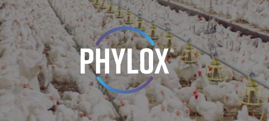 Phylox, a herbal answer For coccidiosis, now to be had within the Philippines