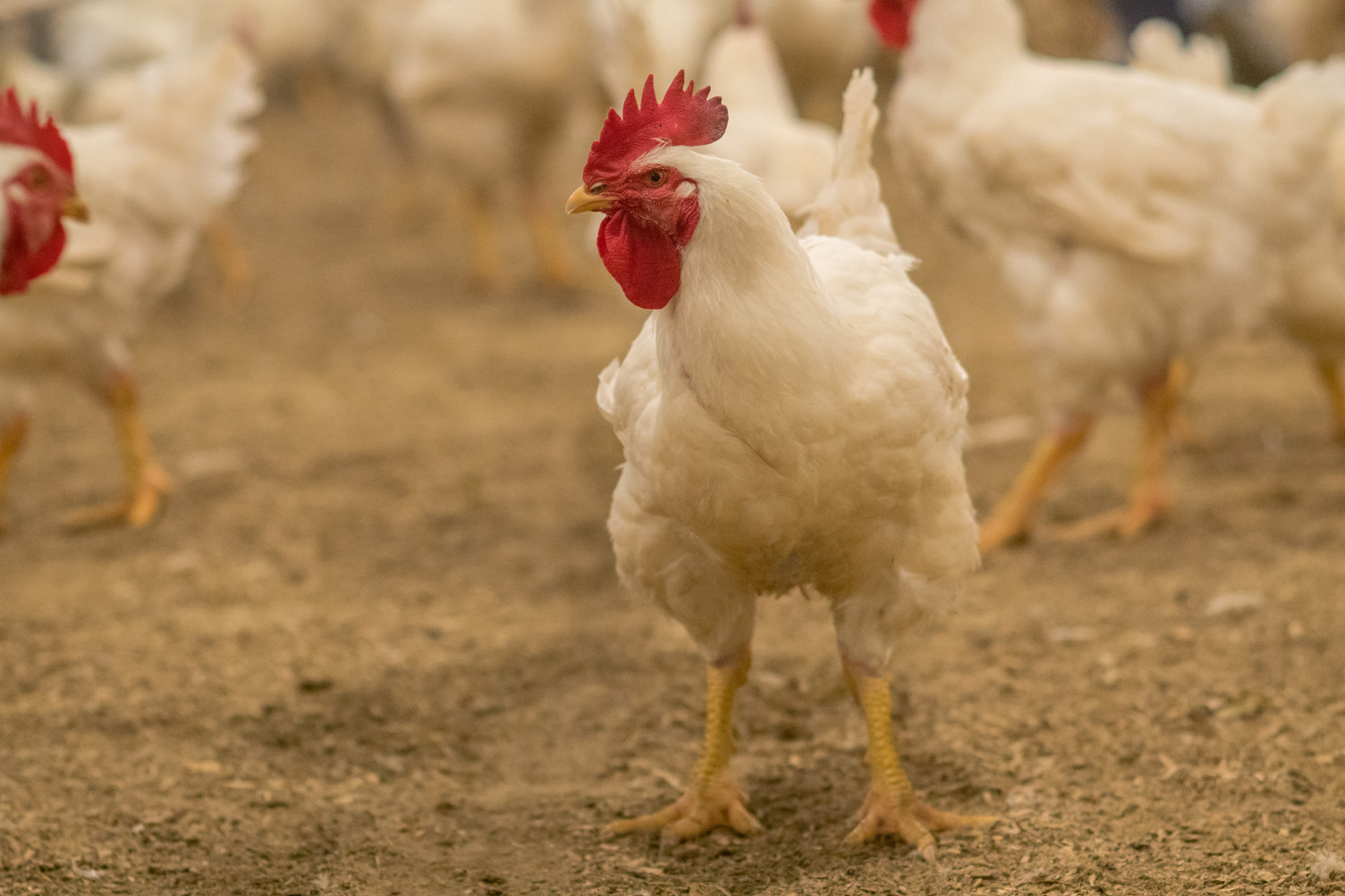 Cobb Breeder Control Information: Spiking men all through manufacturing