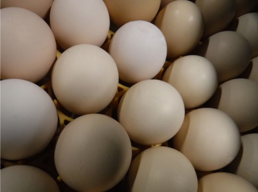 Cobb Breeder Control Information: Egg dealing with