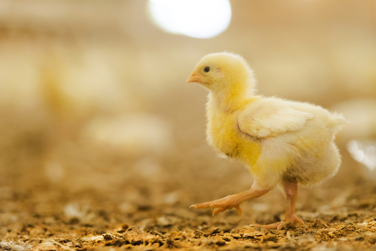 Steering on supporting sturdy legs in Broiler chickens