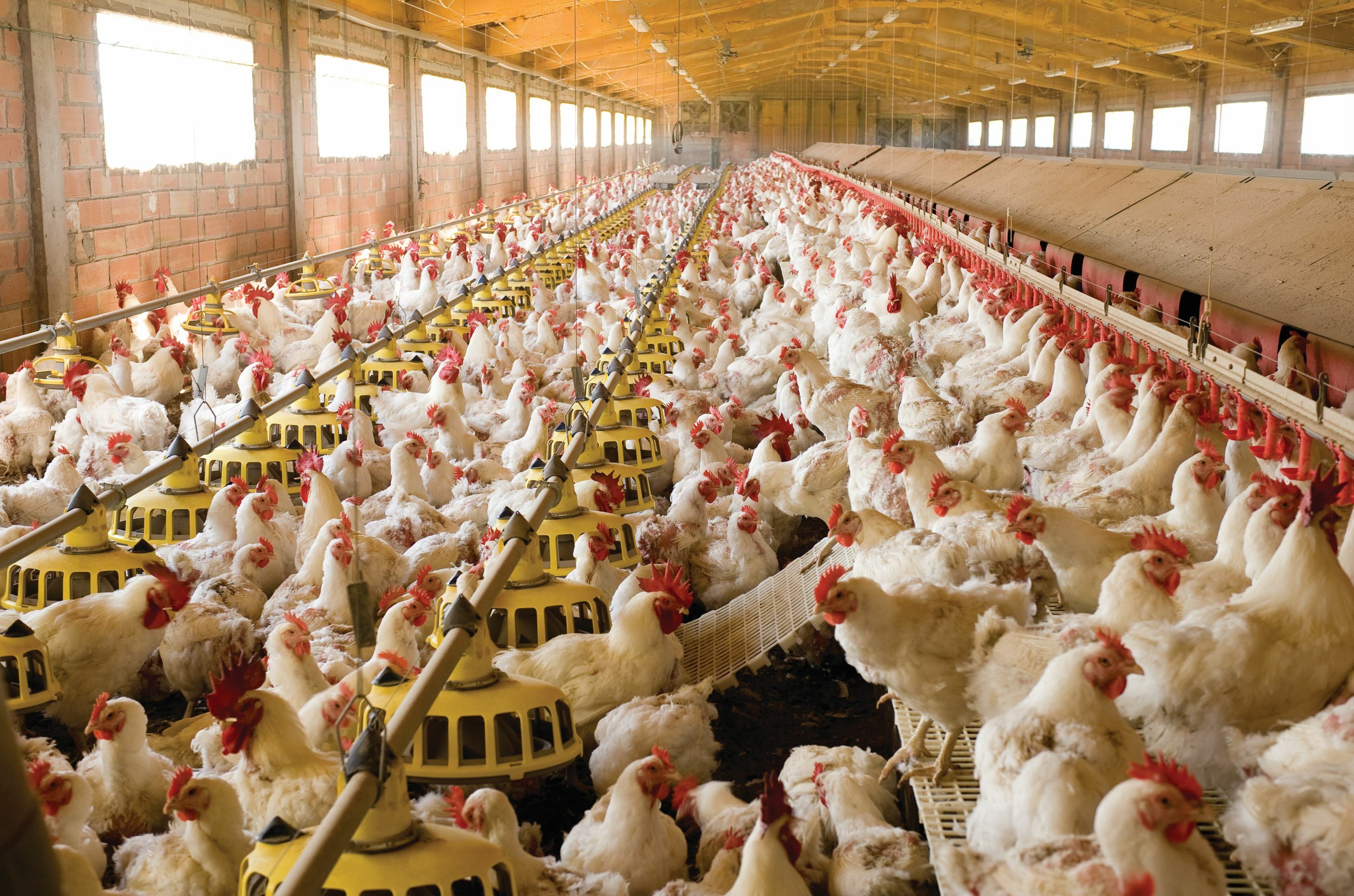 Coccidiosis occurrence stays upper than anticipated following disrupted coccidial steadiness