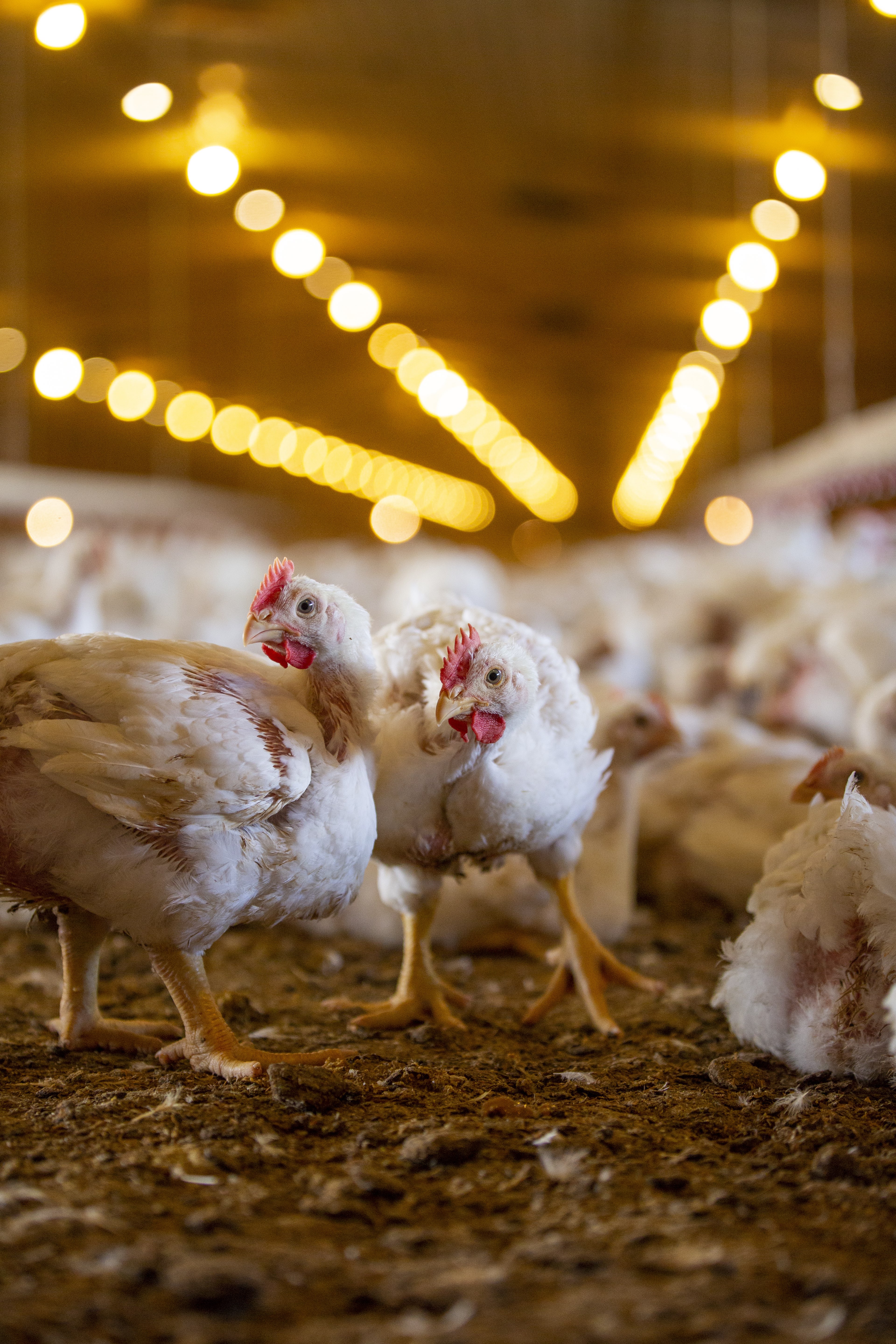 Broilers in the environmental enrichments study at Tyson Foods' Broiler Welfare Research Farm