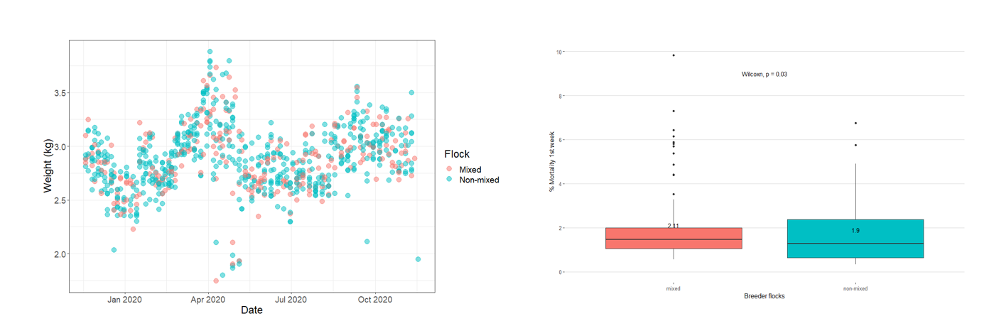 With a simple scatterplot (left) we can tell that slaughter weight is not affected by mixing breeder flocks throughout the production year. However, early mortality might be increased by mixed origins (boxplot - right).