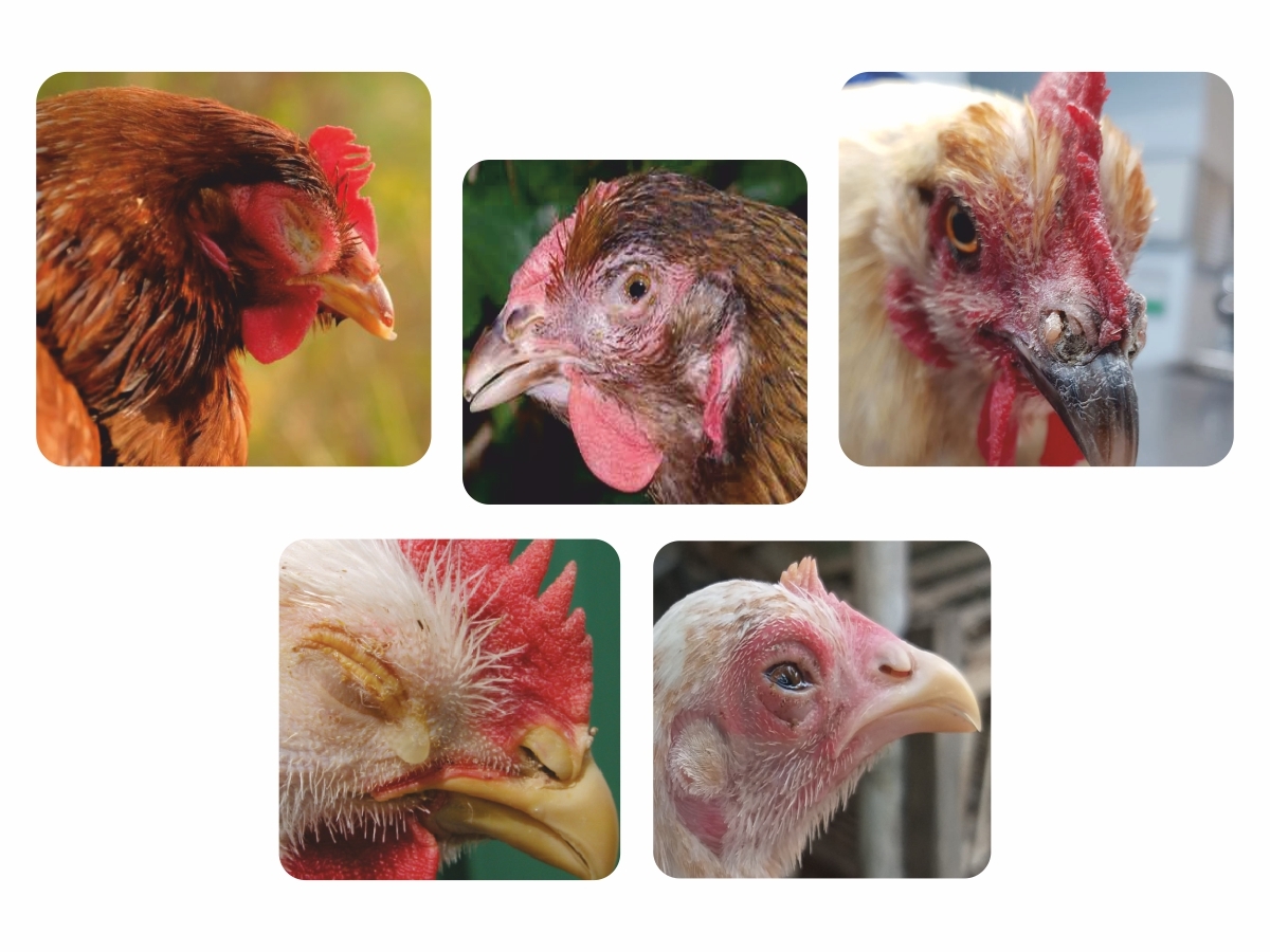 risk-factors-associated-with-respiratory-system-in-poultry-and-its