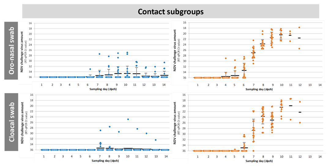 Figure 4. Kinetics of velogenic NDV shedding in vaccinated and unvaccinated birds after direct infection (seeder subgroups) or contact infection (contact subgroups). Seeder subgroups were challenged with 5.0 log10ELD50 of velogenic NDV intra-nasally. Contacts were co-mingled with seeders from 8 hours post-challenge. Oro-nasal swabs and cloacal swabs were collected daily for 14 days post-challenge; vNDV amount was quantified by RT-qPCR. Individual results and mean & STD of Ct values are shown.