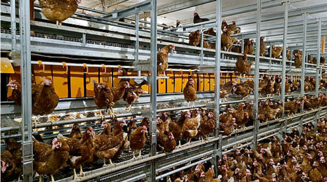 Natura Step XL for free range and barn egg production