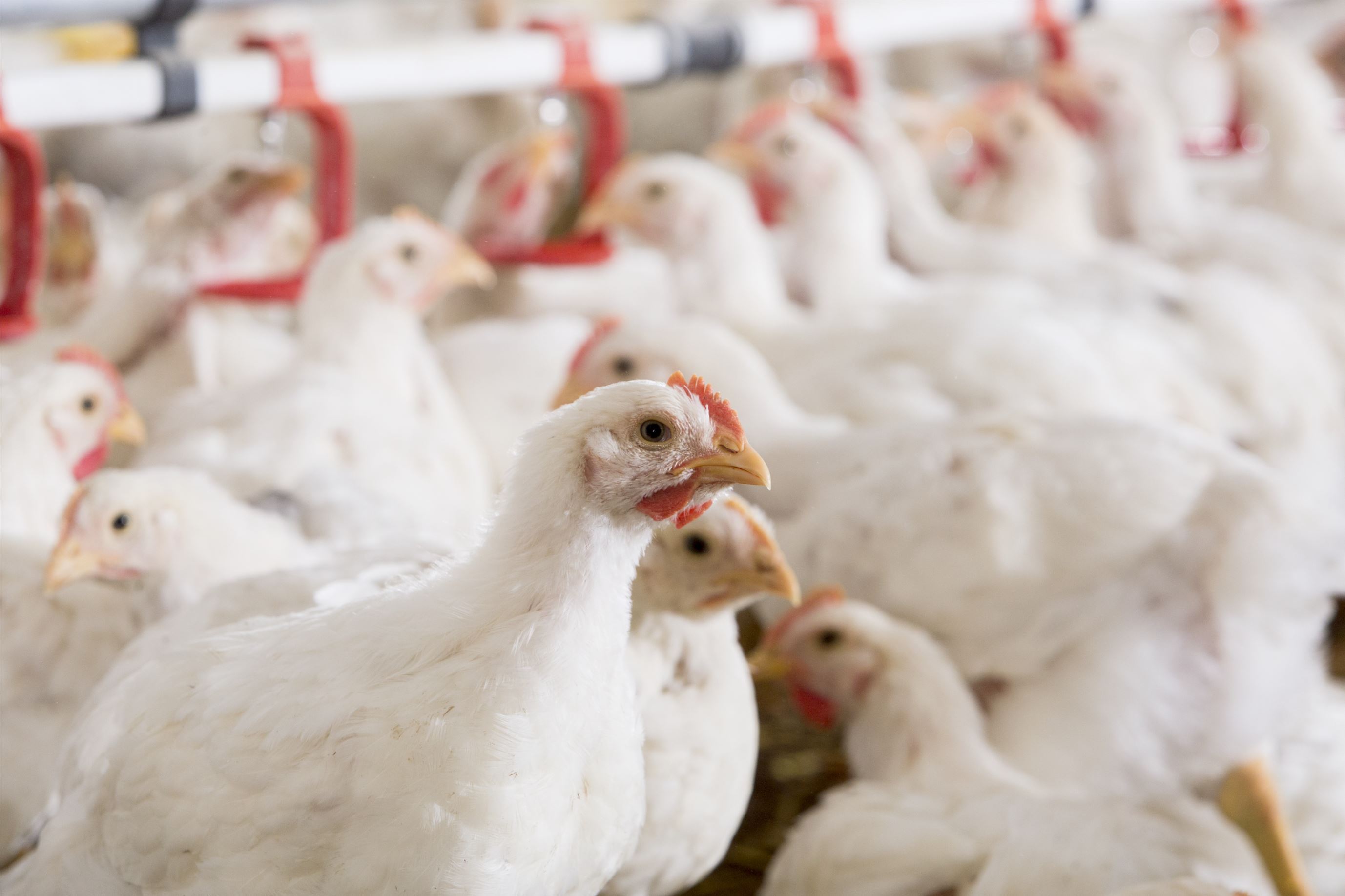 Trouw Nutrition shares emerging poultry research insights at the European Symposium on Poultry Nutrition