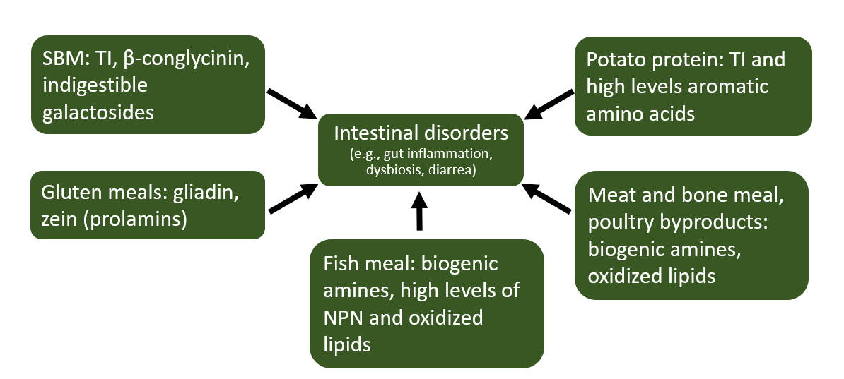 Figure 1. ANF’s in feed ingredients that may generate intestinal disorders in poultry