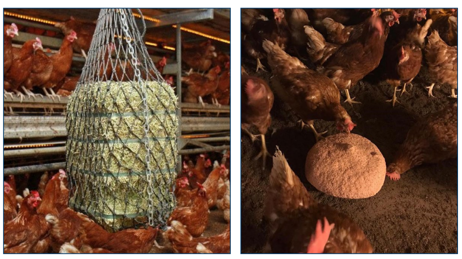 Figure 6. House enrichments: alfalfa (Lucerne) bales (left) and a pecking block (right).