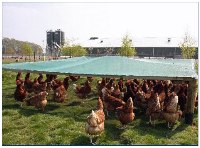 Figure 7. Free-range pasture with a shaded area.