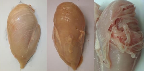 Breast meat quality of broiler chickens at 42 d fed diets