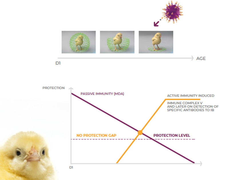 Figure 3. Transmune vaccine strain is released and fully colonizes the bursa and protects teh bird.